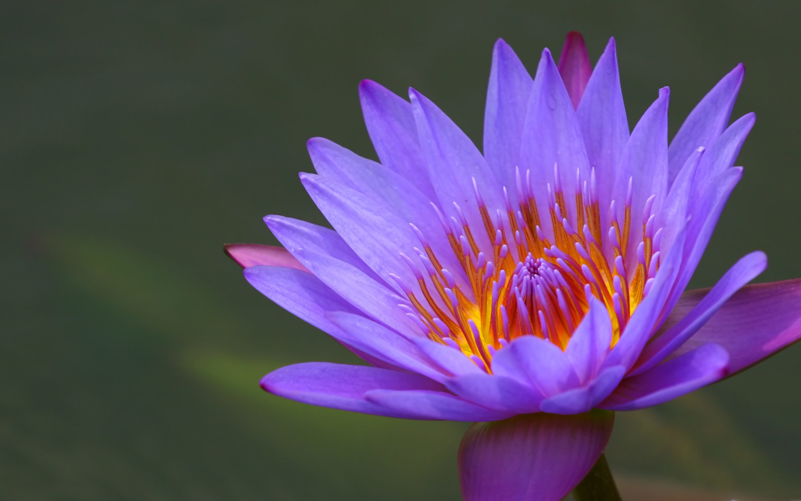 2560x1600  Earth Water Lily Lily Flower Hd Image Nature 6 HD Wallpaper  Nature Flowers Nenuphar Water .