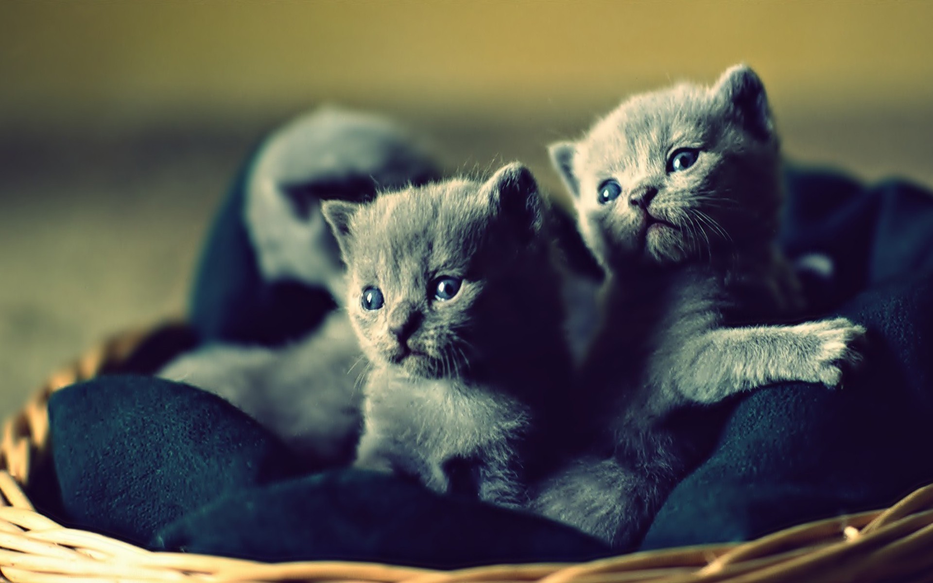 1920x1200 Cat Siblings Cute Twin Same Face Interesting Beautifull Smoothness Skin Super  Hd Wallpapers Doubles Comfortness Places