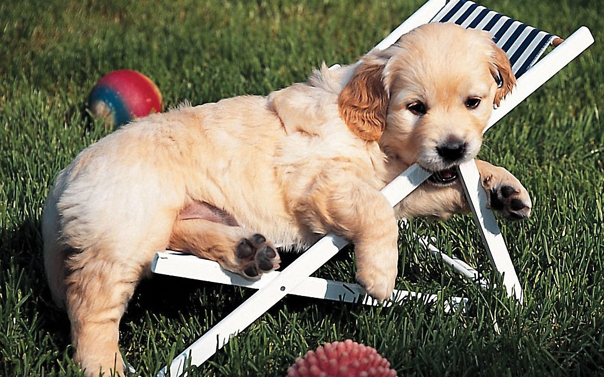 1920x1200 a golden retriever puppy is trying to ge tanned!