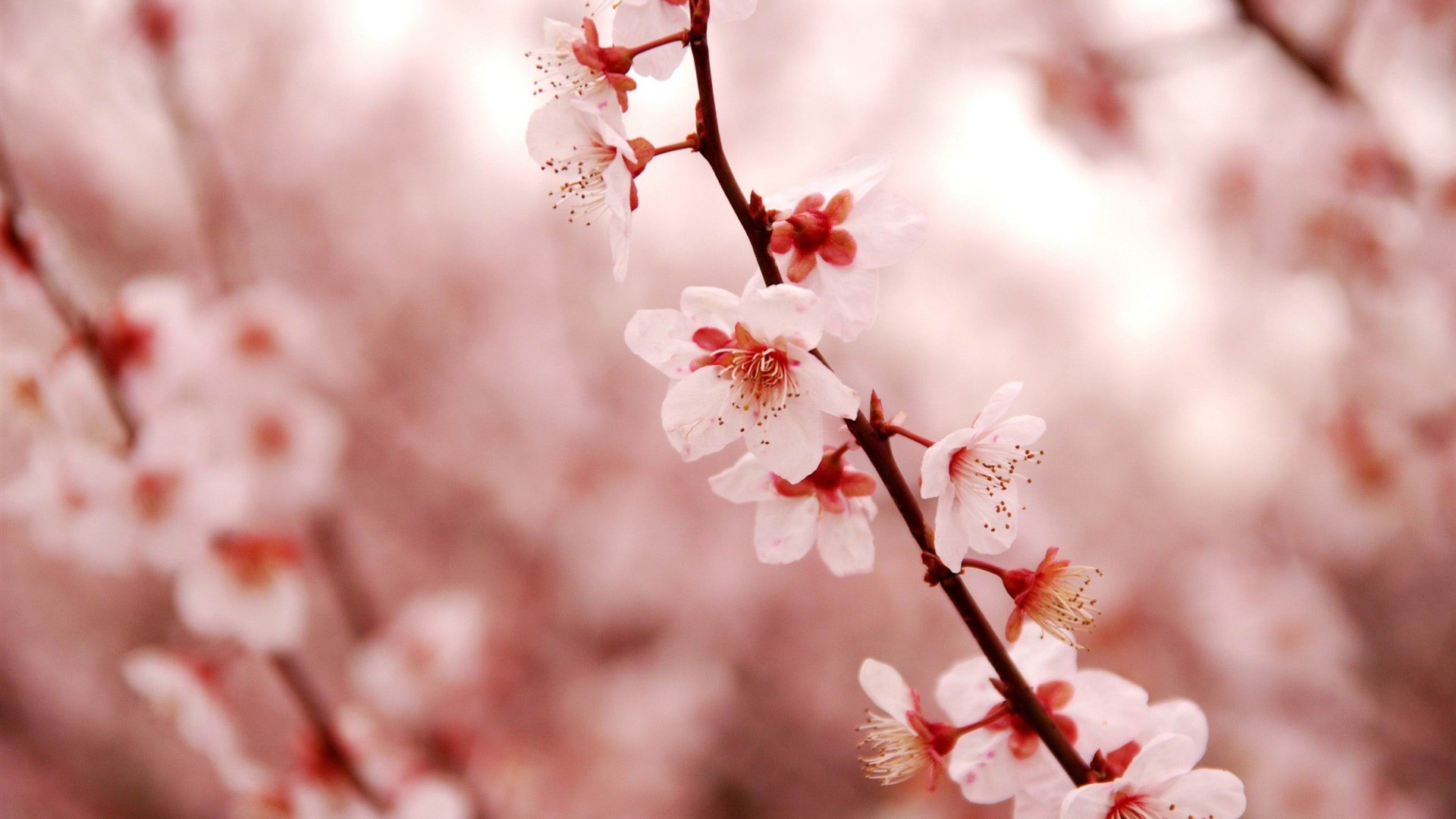 1920x1080 desktop cherry blossom wall paper
