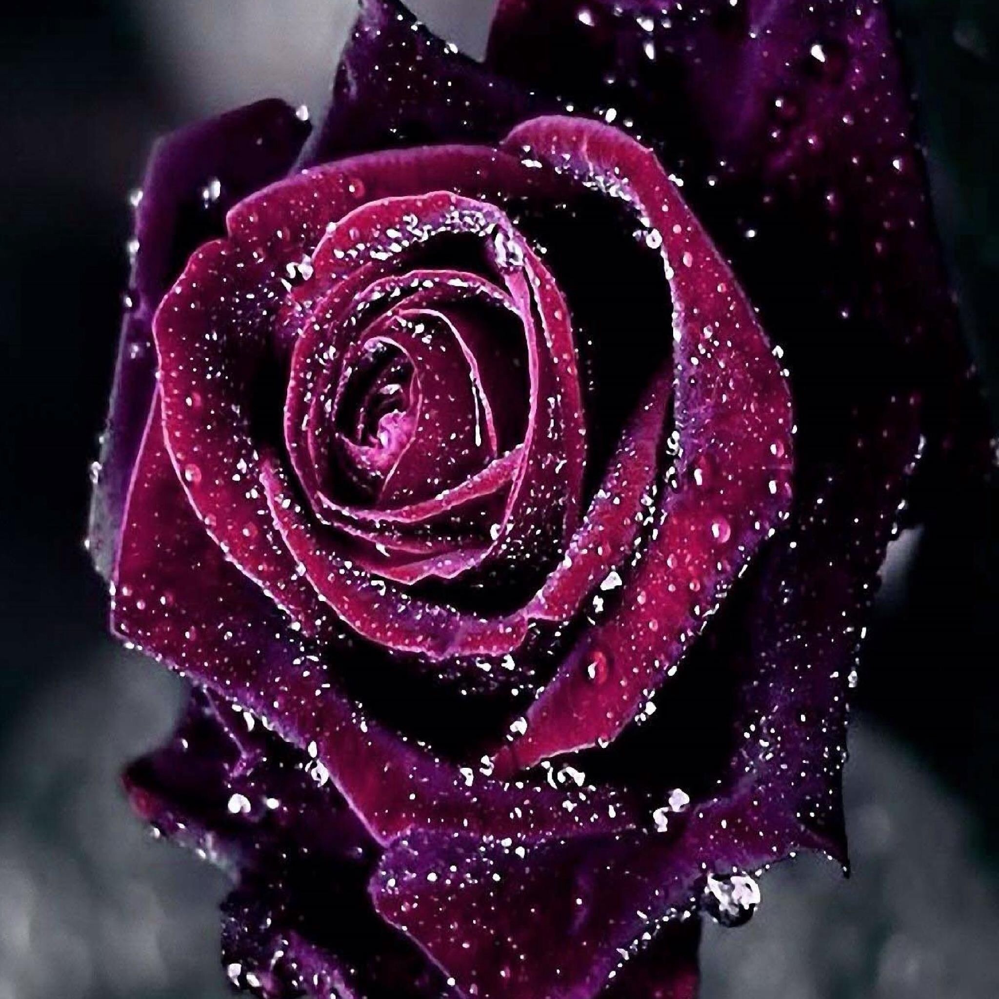 2048x2048 Purple roses