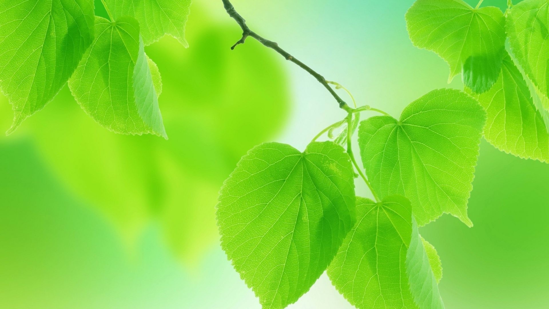 1920x1080 #77CC22 Color - Green Leaves Close Up Branch Nature Wallpaper Laptop Free  Download for HD