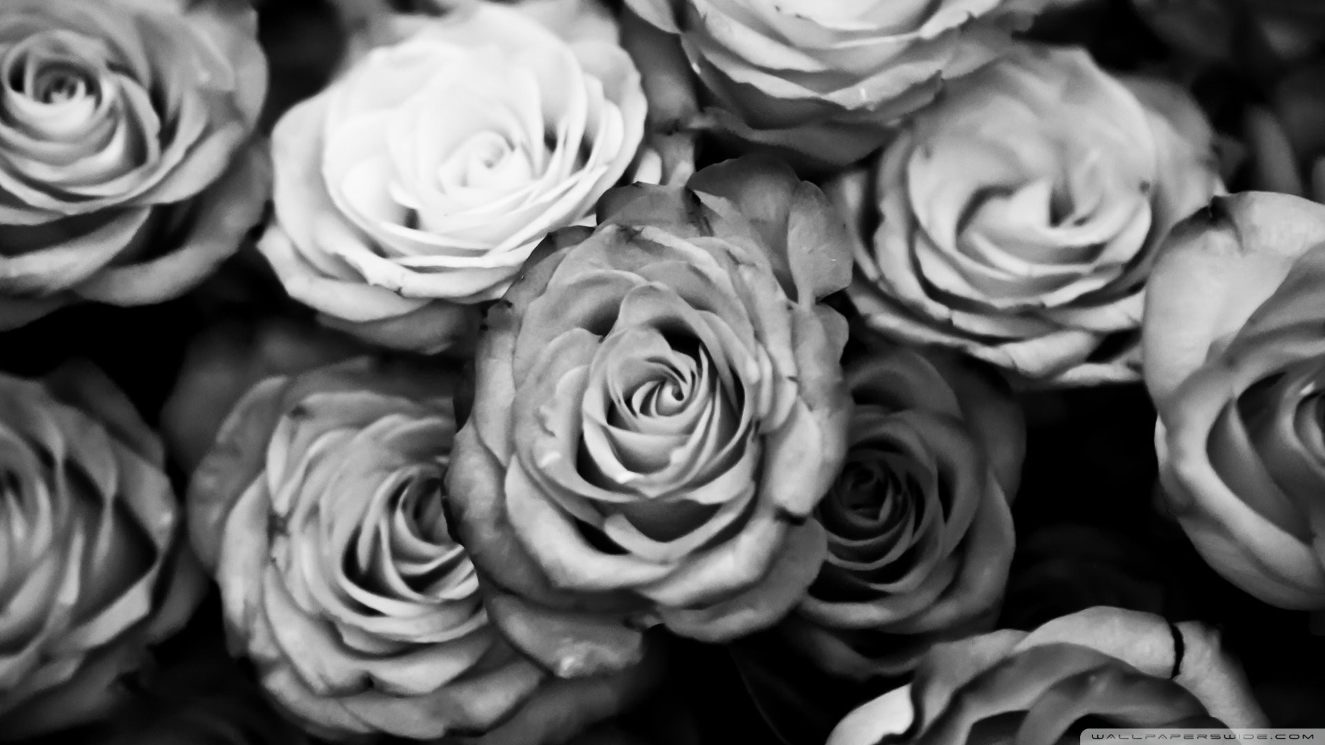 1920x1080 Single white rose black background