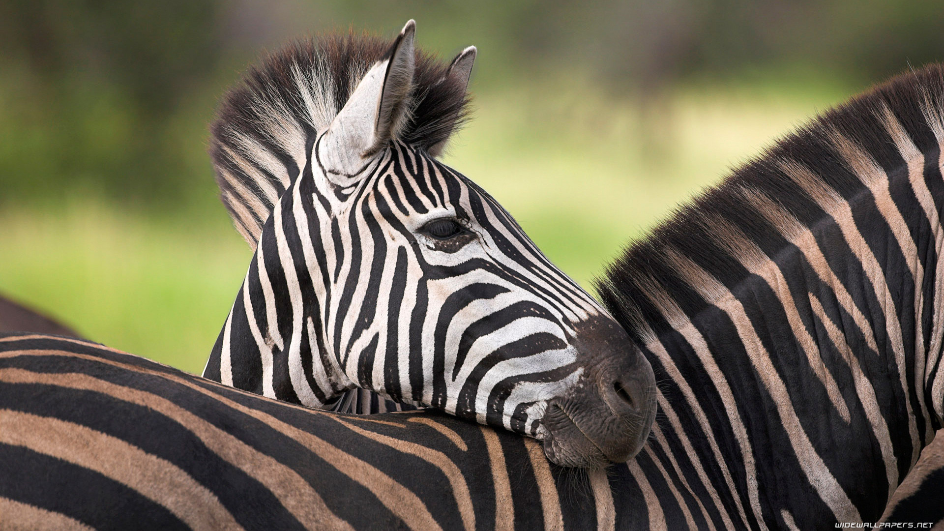 1920x1080 Zebras wide wallpapers and HD wallpapers. Zebra