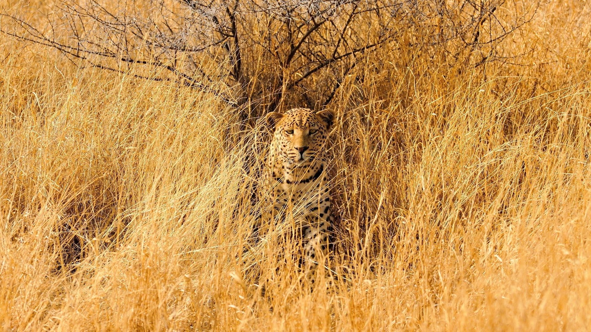 1920x1080 Grass Tag - Savannah Camo Grass Animals Fields Wildlife Leopard Landscapes  Predator Africa Spots Cats Picture