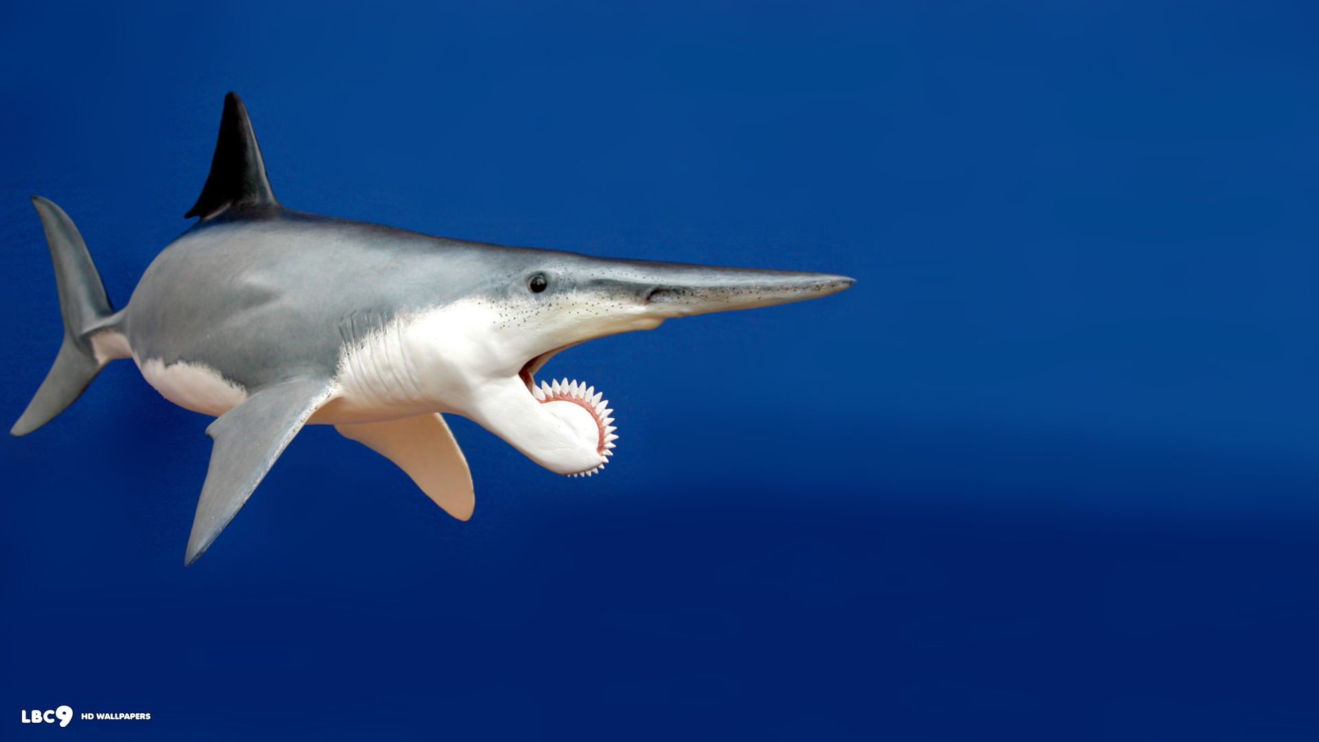 1920x1080 helicoprion hd wallpaper