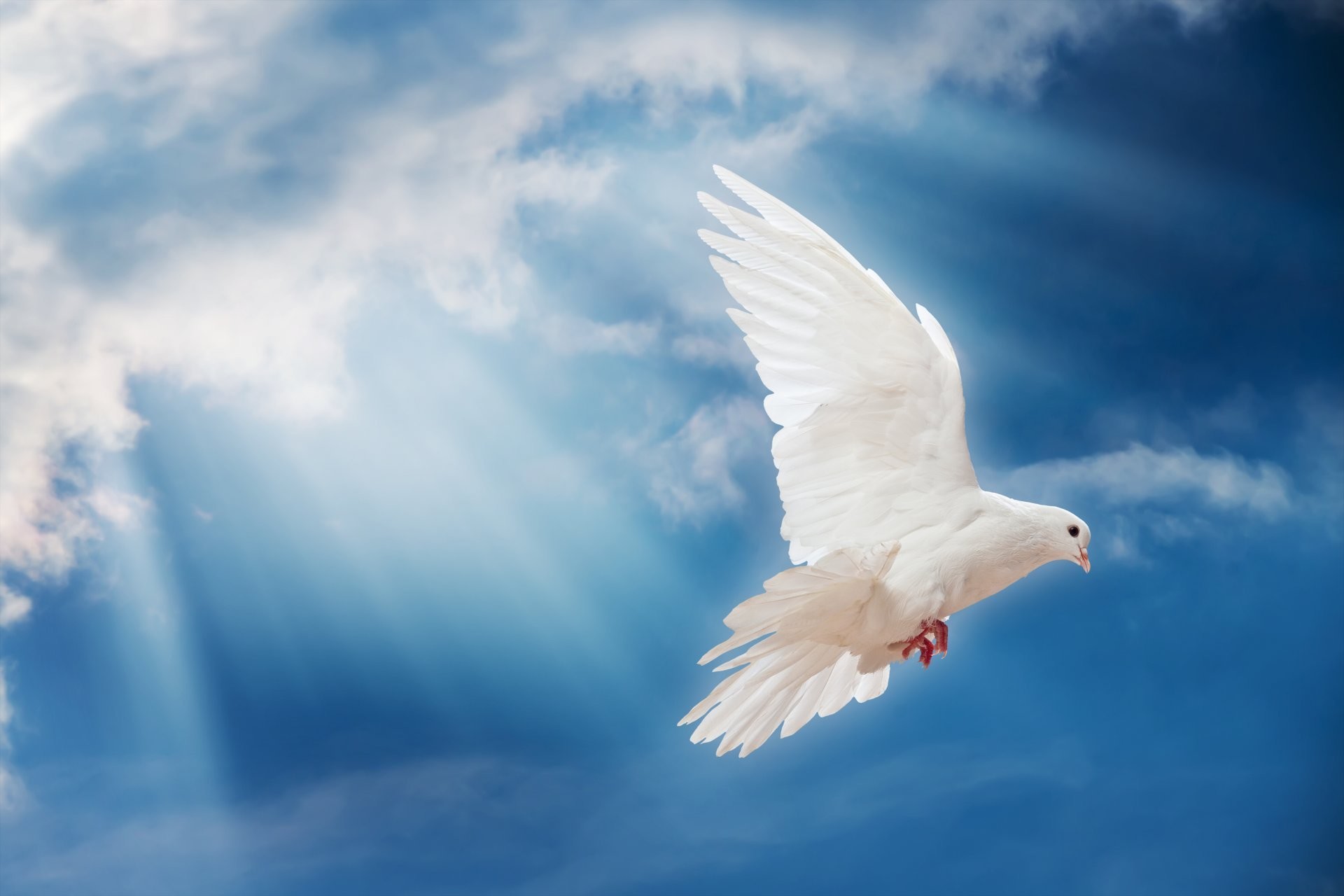 1920x1280 dove peace sky pigeon white sunrays dove poultry the world sky sun light