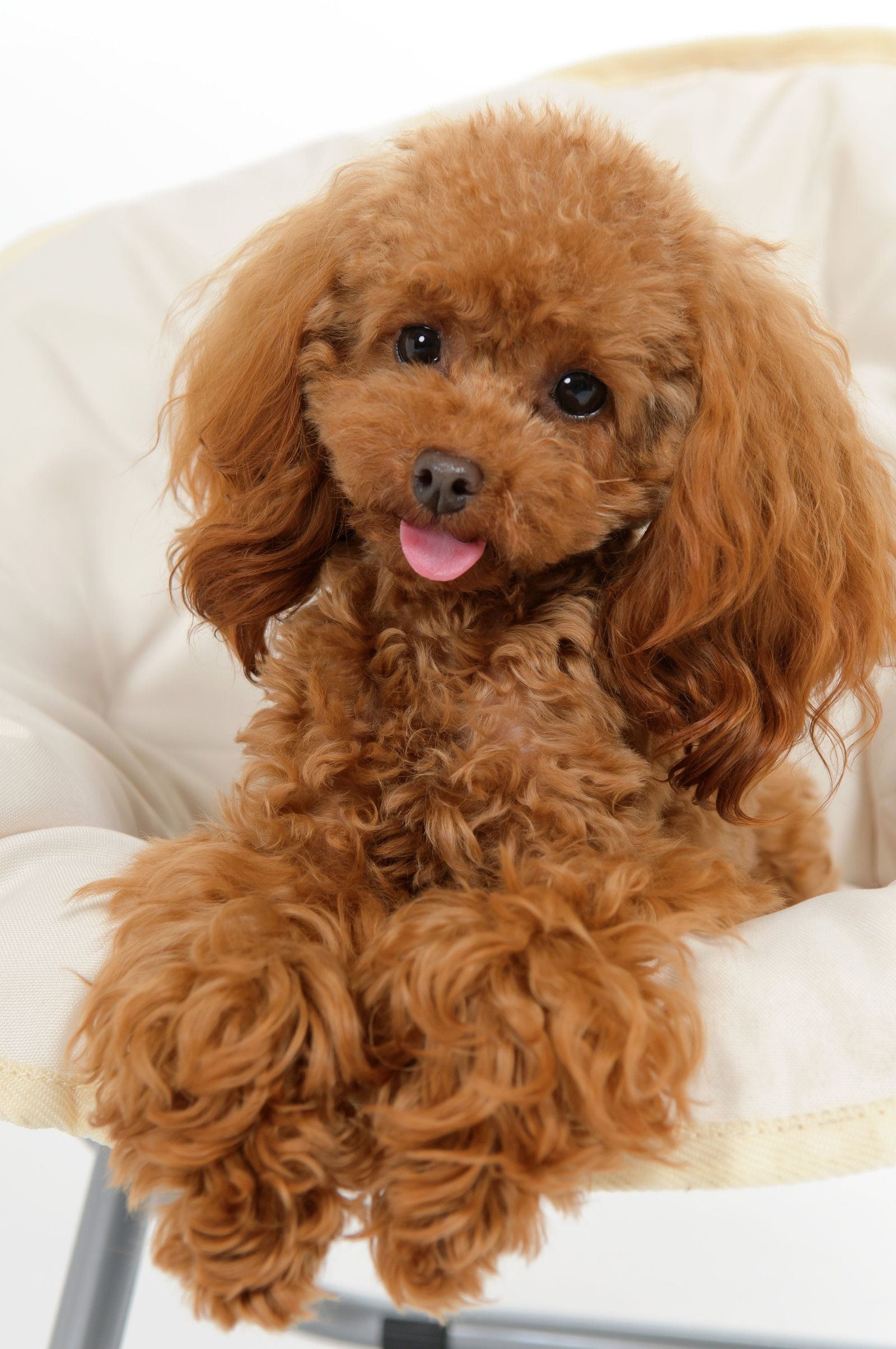 1600x2409 poodles wallpaper | Cuddly Poodle Wallpapers by bubupoodle