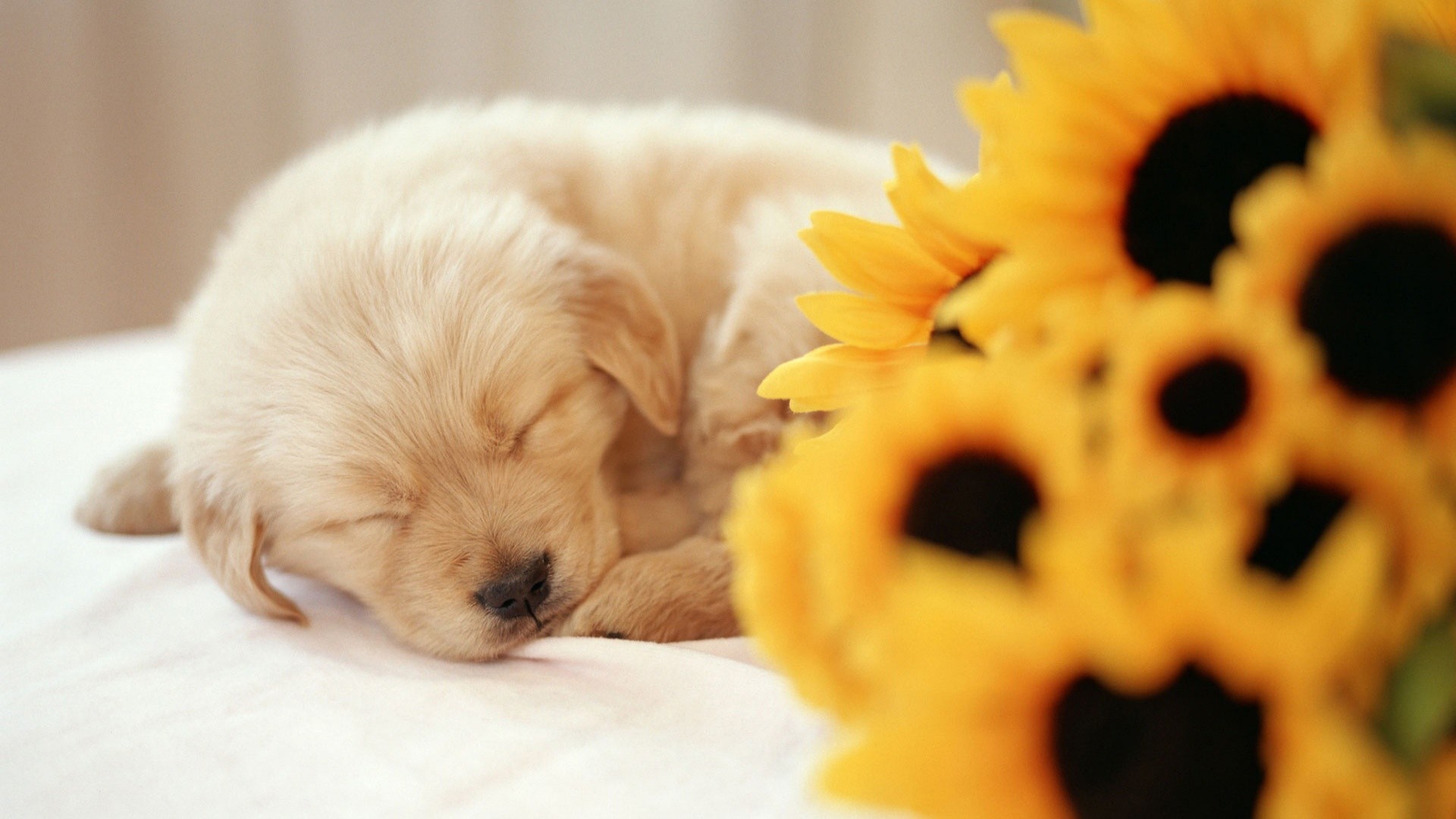 1920x1080 Sleeping Puppy Wallpapers