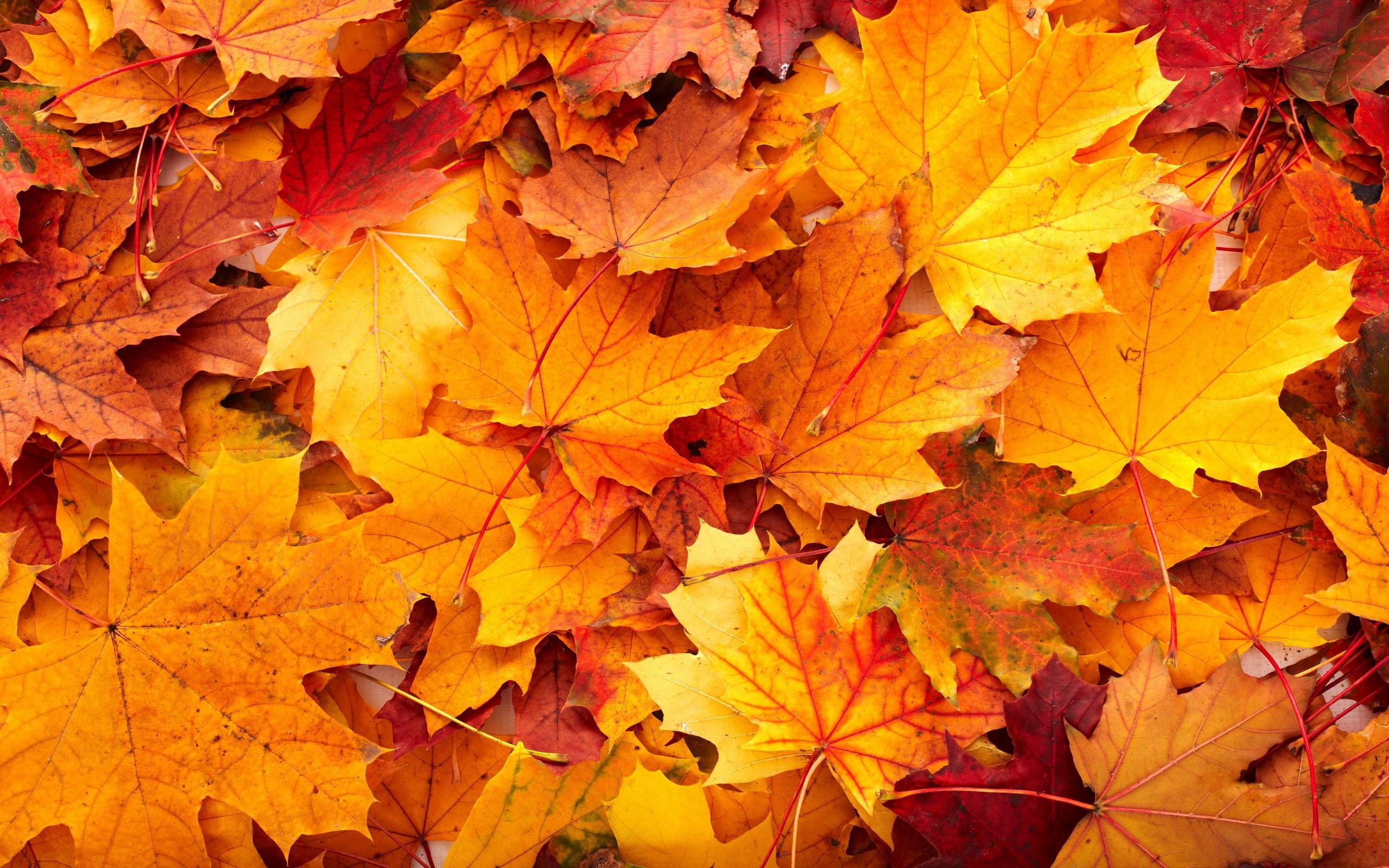 2560x1600 Fall Leaves Nature High Resolution Wallpaper Desktop Backgrounds Free