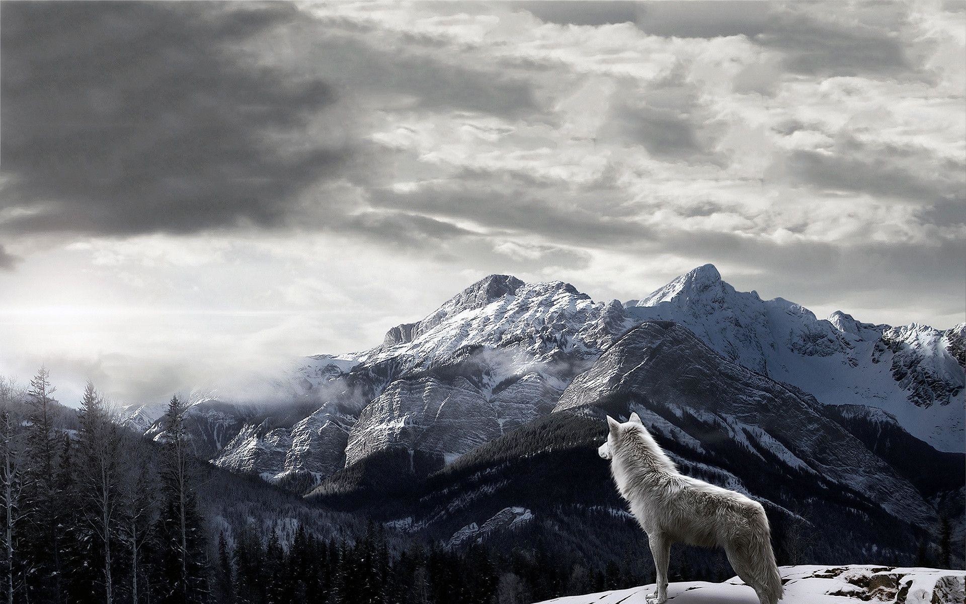 1920x1200  Mountains Gray Wolf Wallpaper