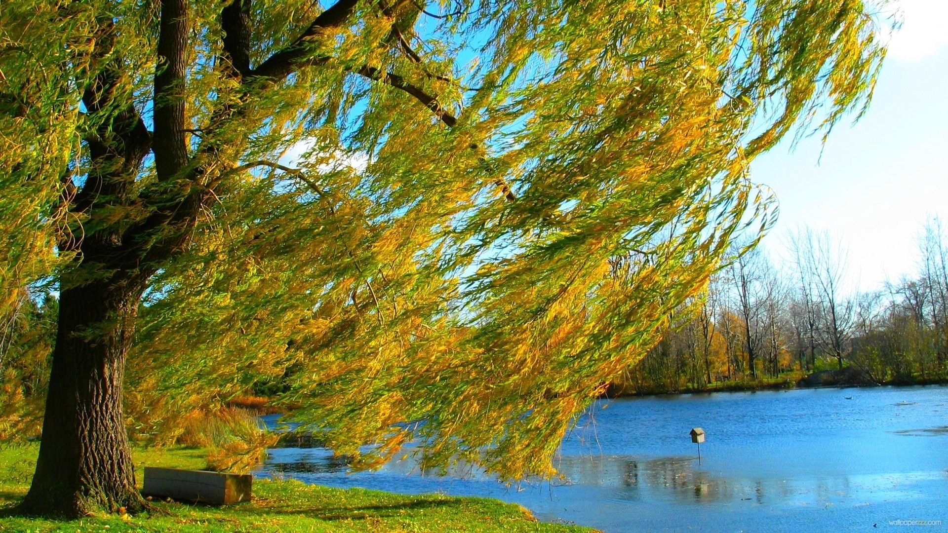 1920x1080 Download Weeping Willow Tree Wallpaper Gallery