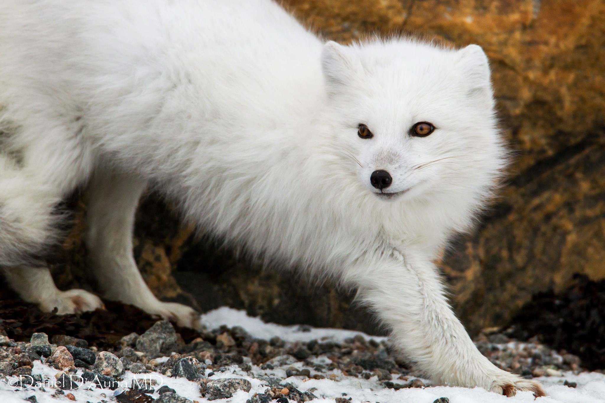 2048x1365 arctic fox polar snow stones sitting animals high contrast | sharovarka |  Pinterest | Arctic fox, High contrast and Foxes