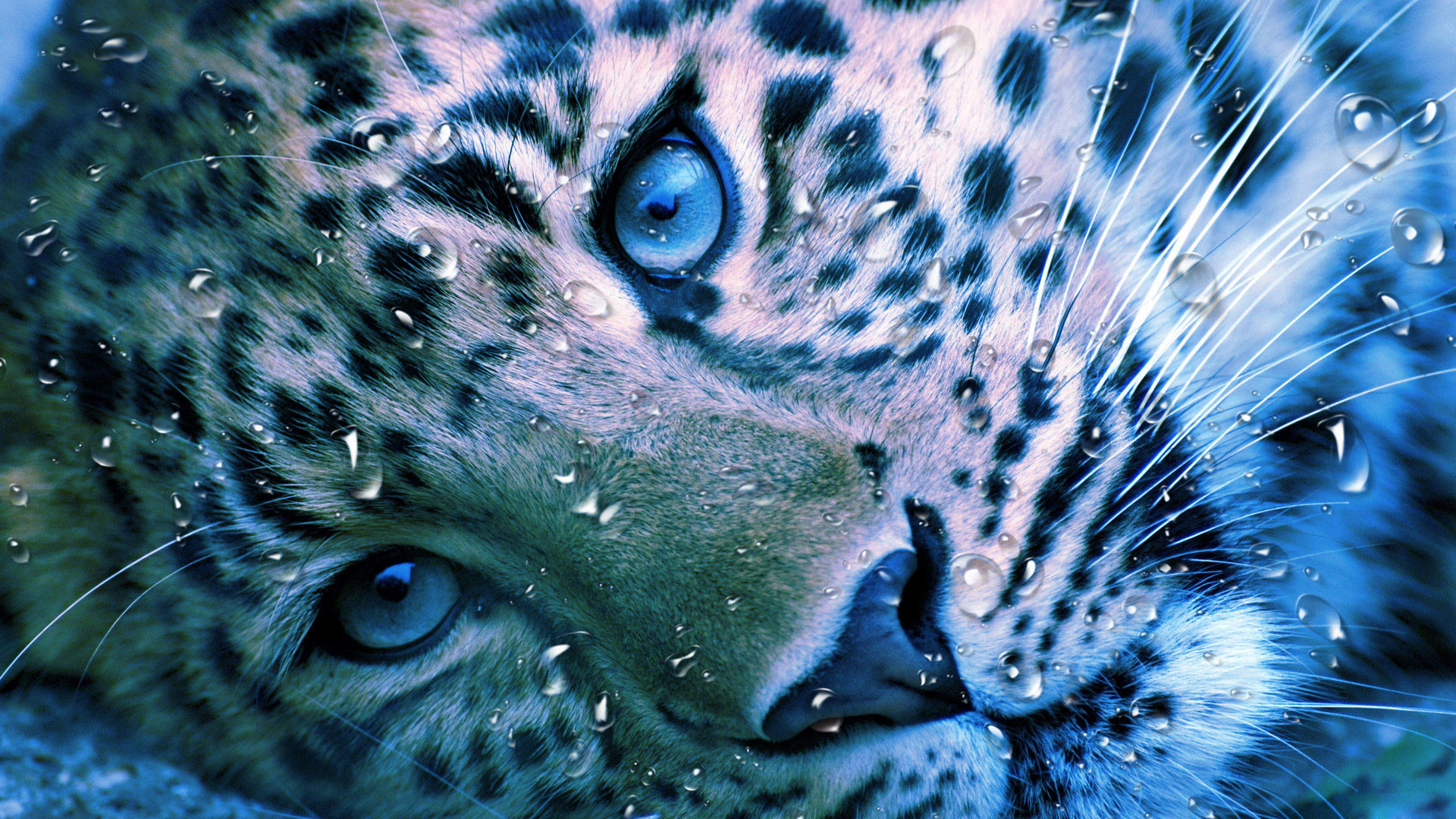 1920x1080 hd pics photos animals tiger water drops desktop background wallpaper