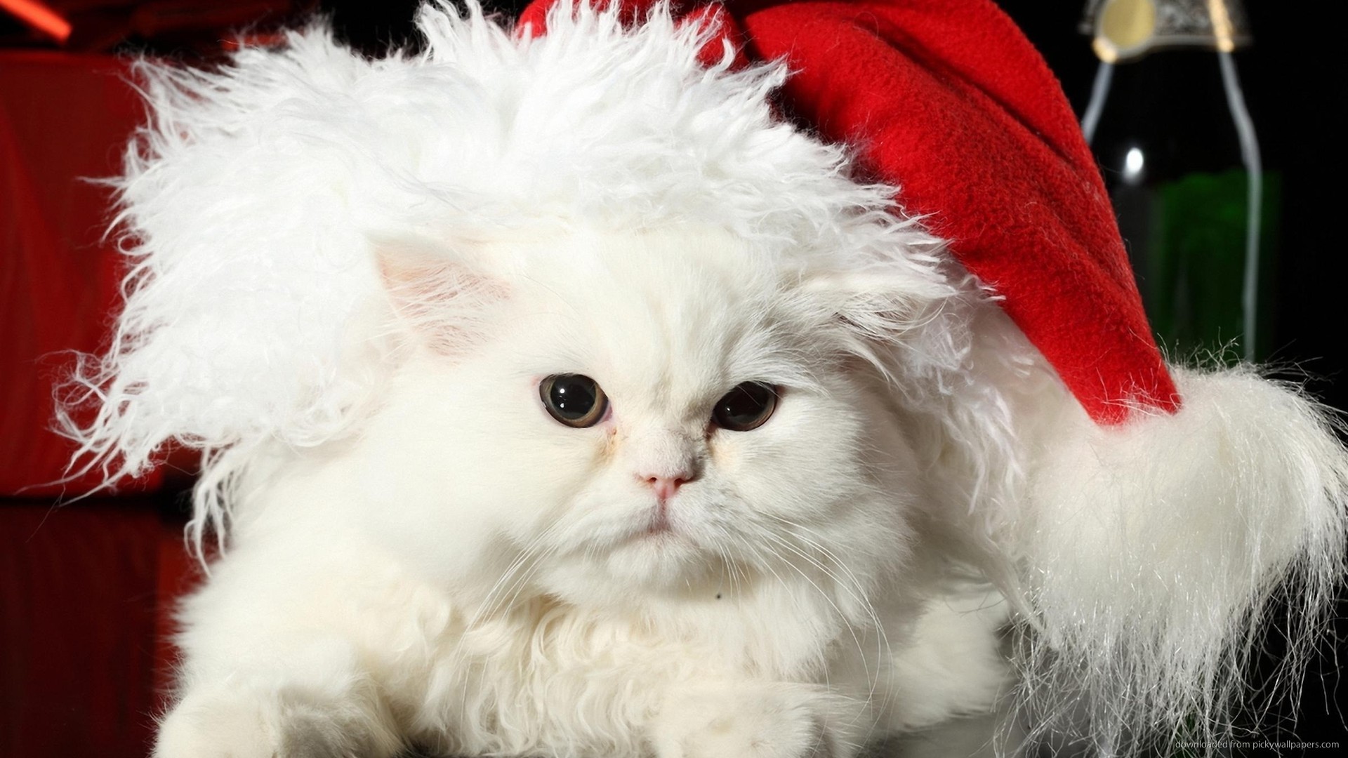 1920x1080 White Christmas Cat for 