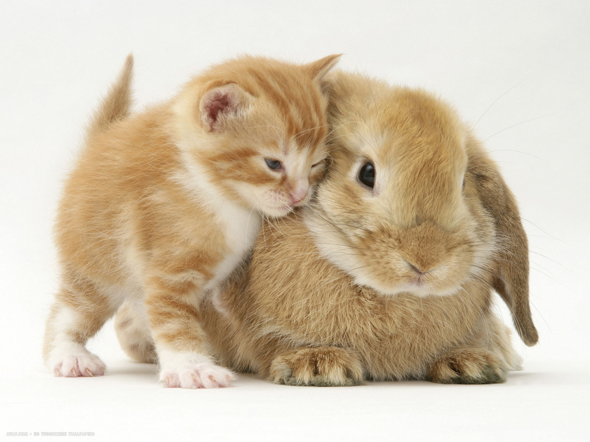 1920x1440 domestic kitten felis catus next to bunny domestic rabbit
