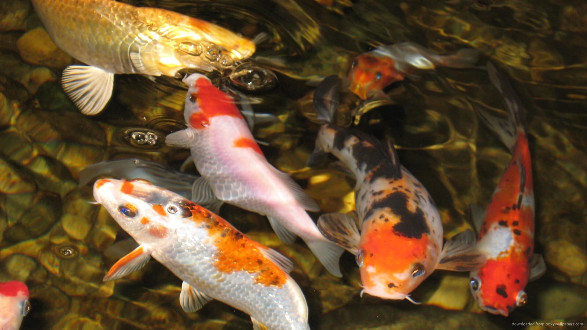 1920x1080  Koi Fish Wallpapers For iPad Â· Download .