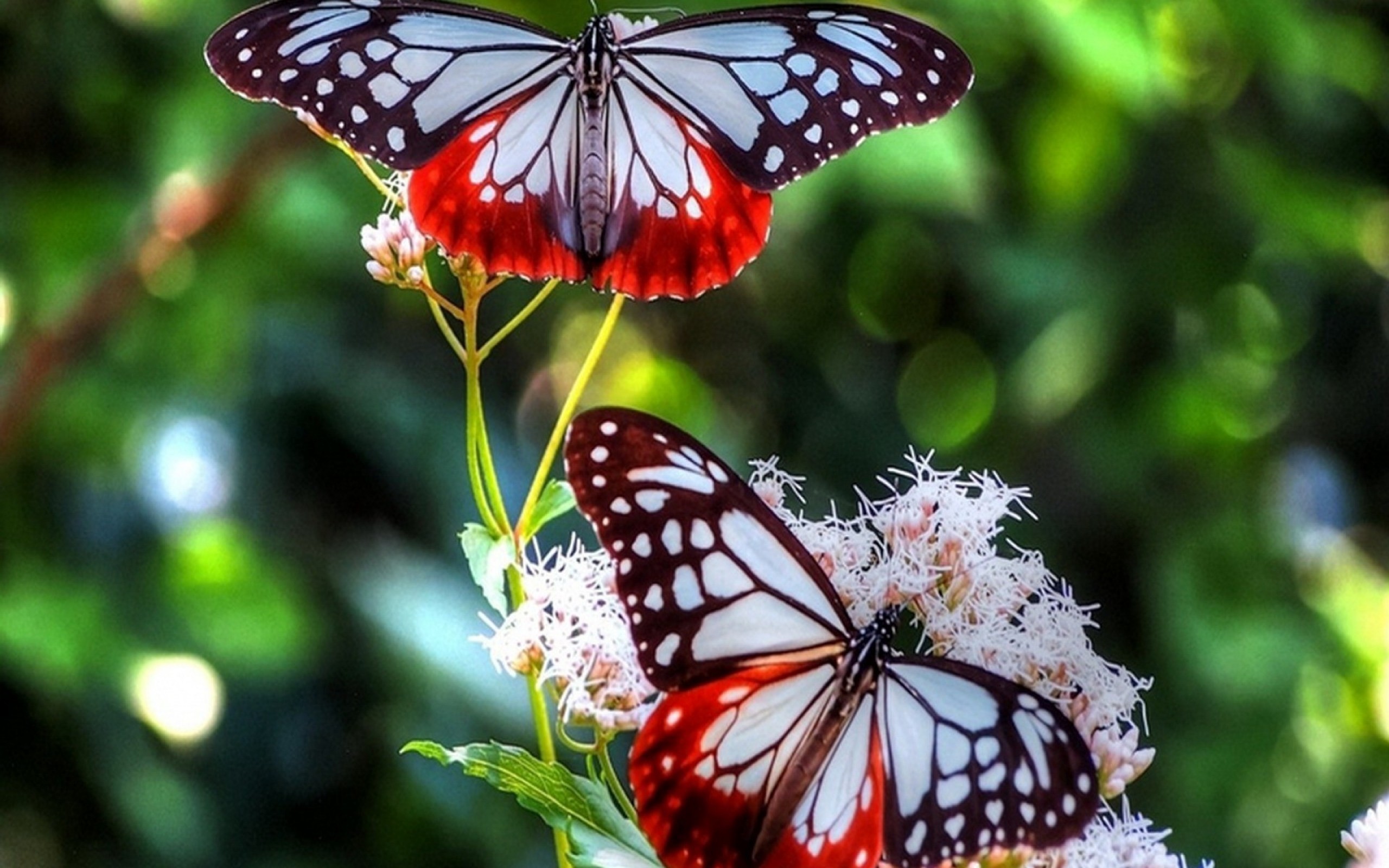 2560x1600 Download. Â« Red Butterfly Android HD Wallpaper Â· Red Butterfly Wallpaper  Ideas Â»
