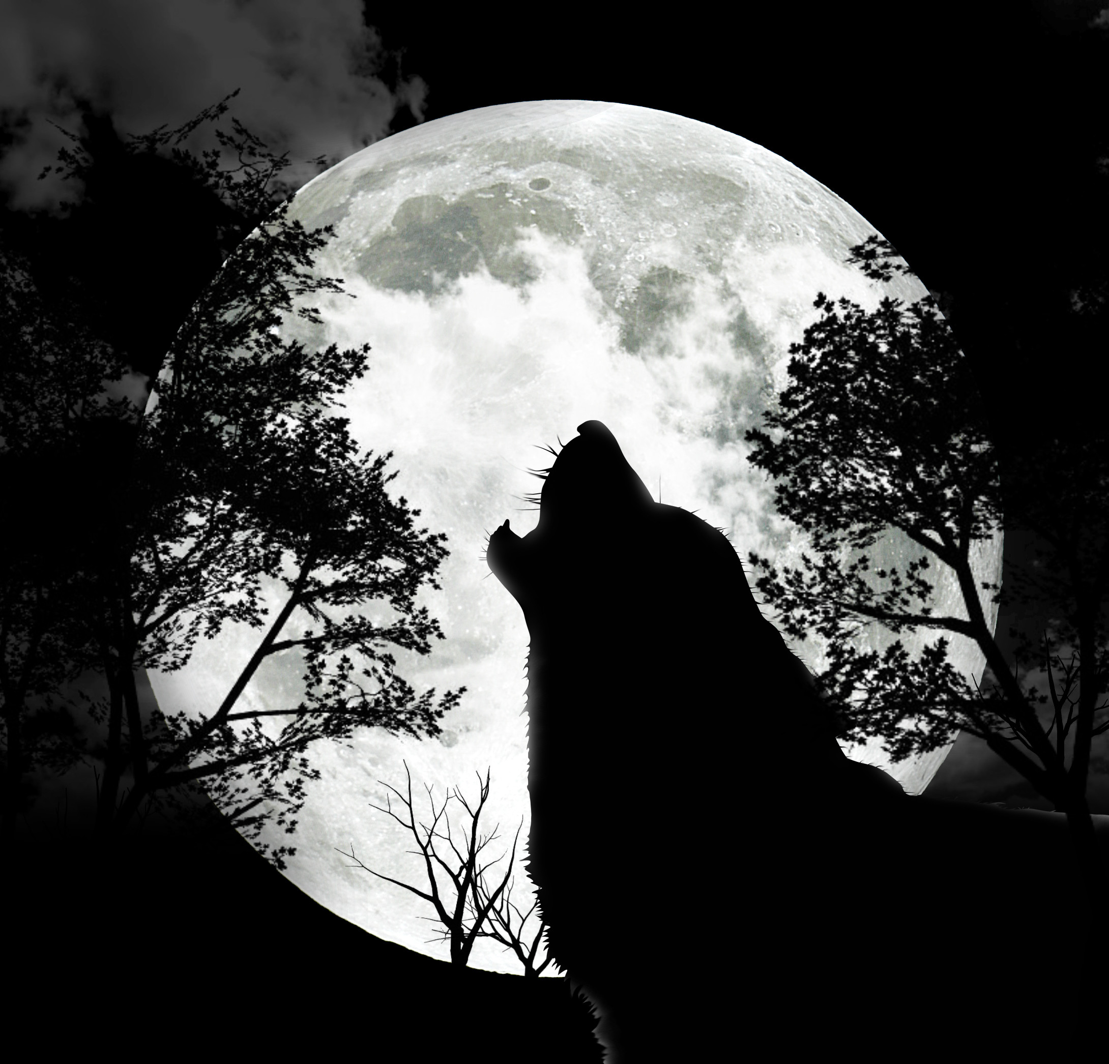 2180x2092 7 photos of the "Wolf Howling At The Moon Drawing Black And White Face"
