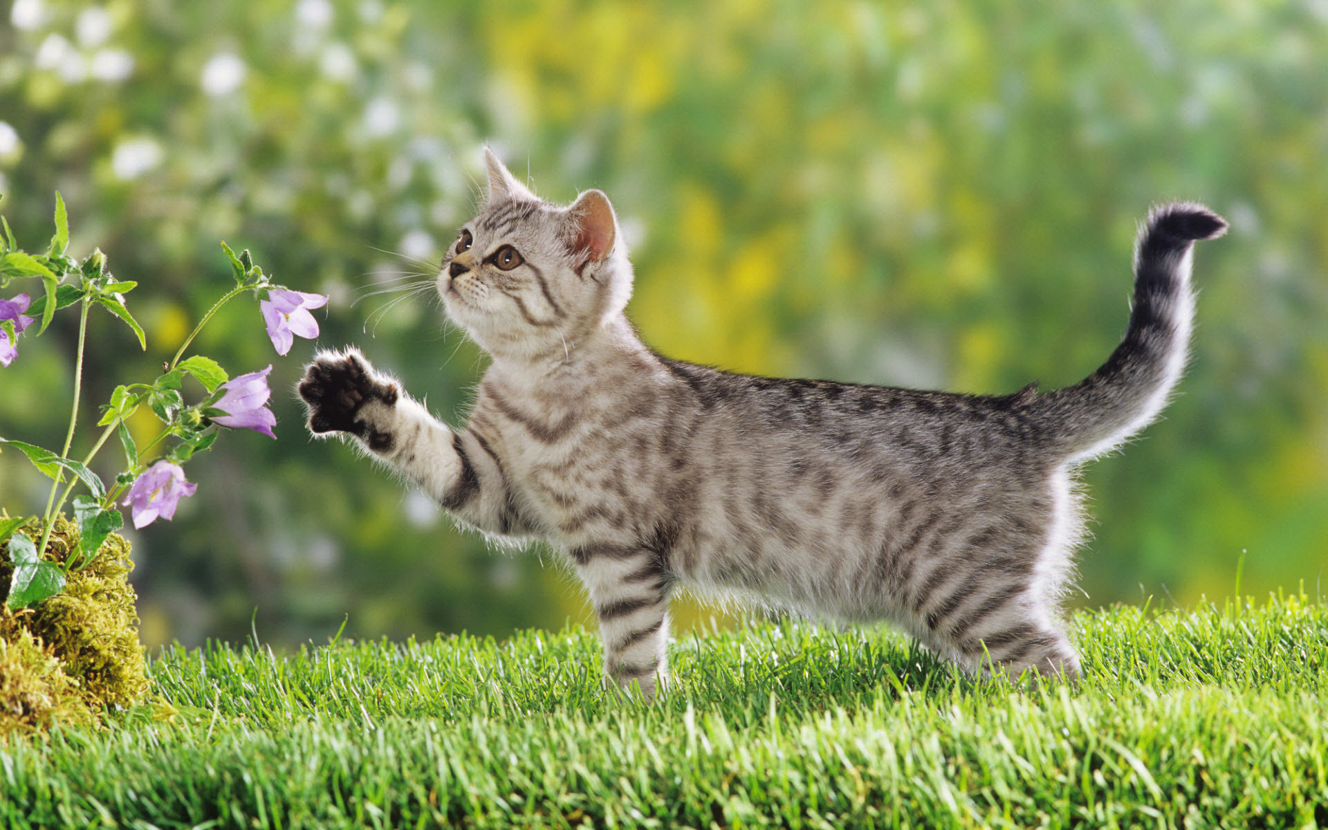 1920x1200 cute wallpaper cat photo  #facts - More info about cat at  Catsincare.com