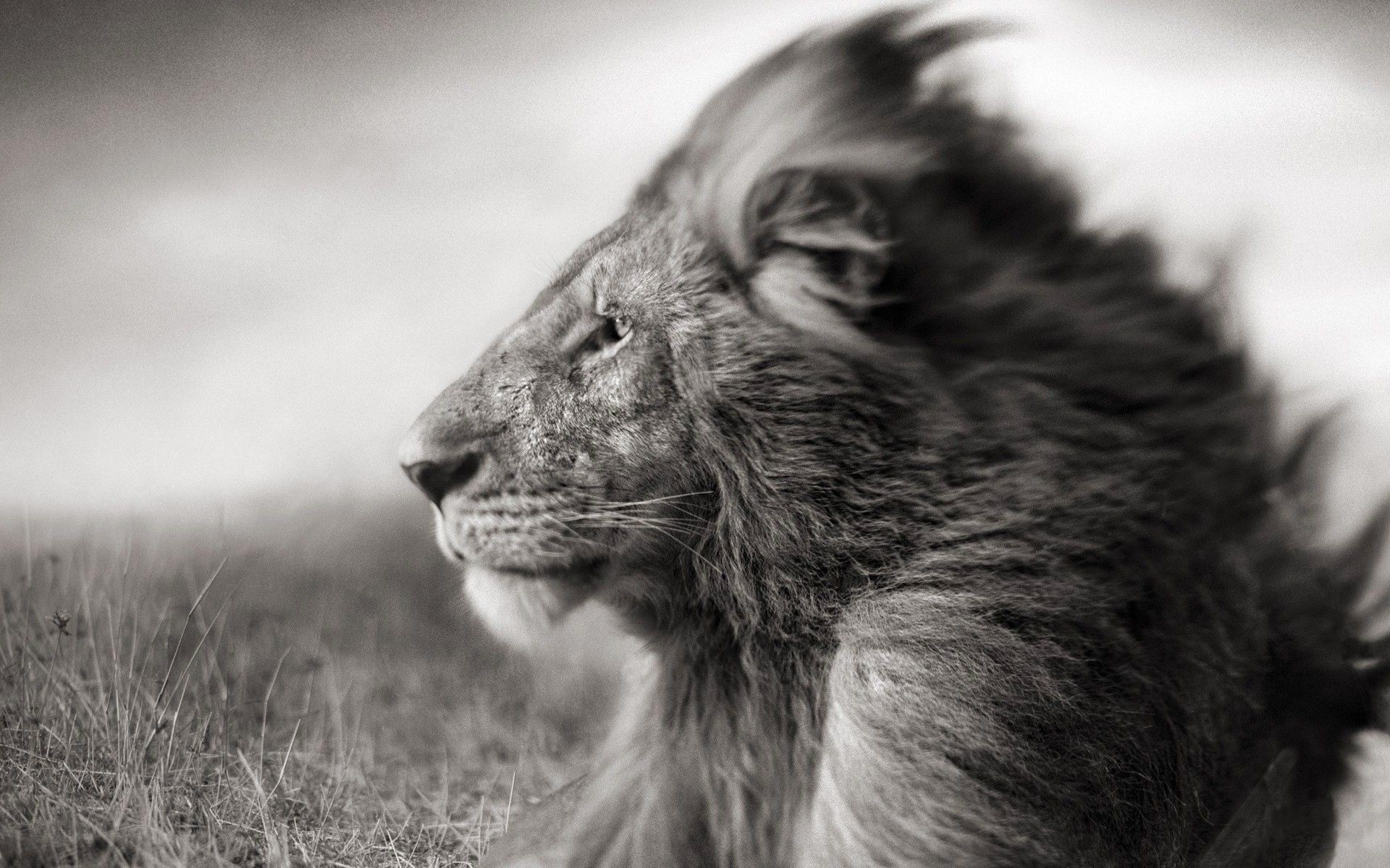 1920x1200 Lion Black And White Wallpapers Mobile
