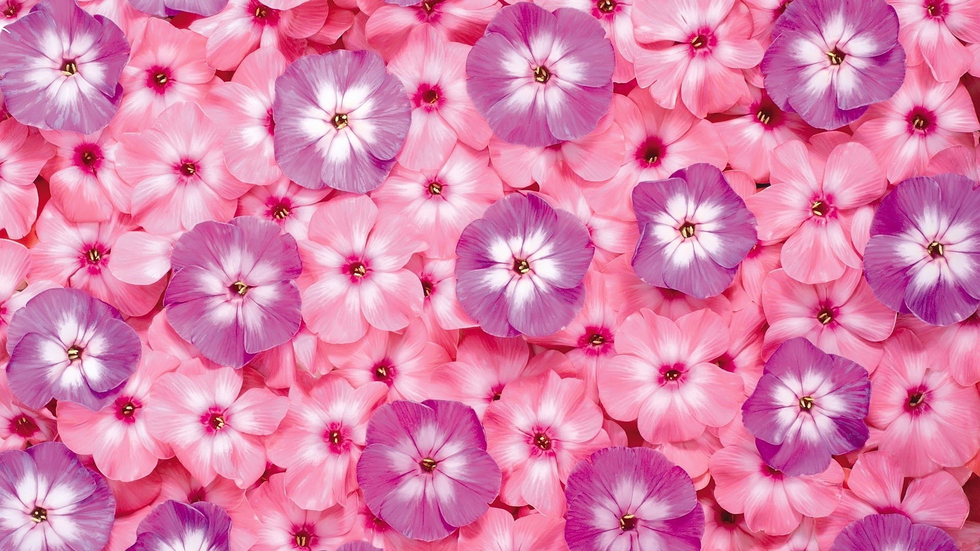 1920x1080  Pink Flower Wallpaper 1080p Â· 70 Â· Download Â· Res: 1920x1200 ...