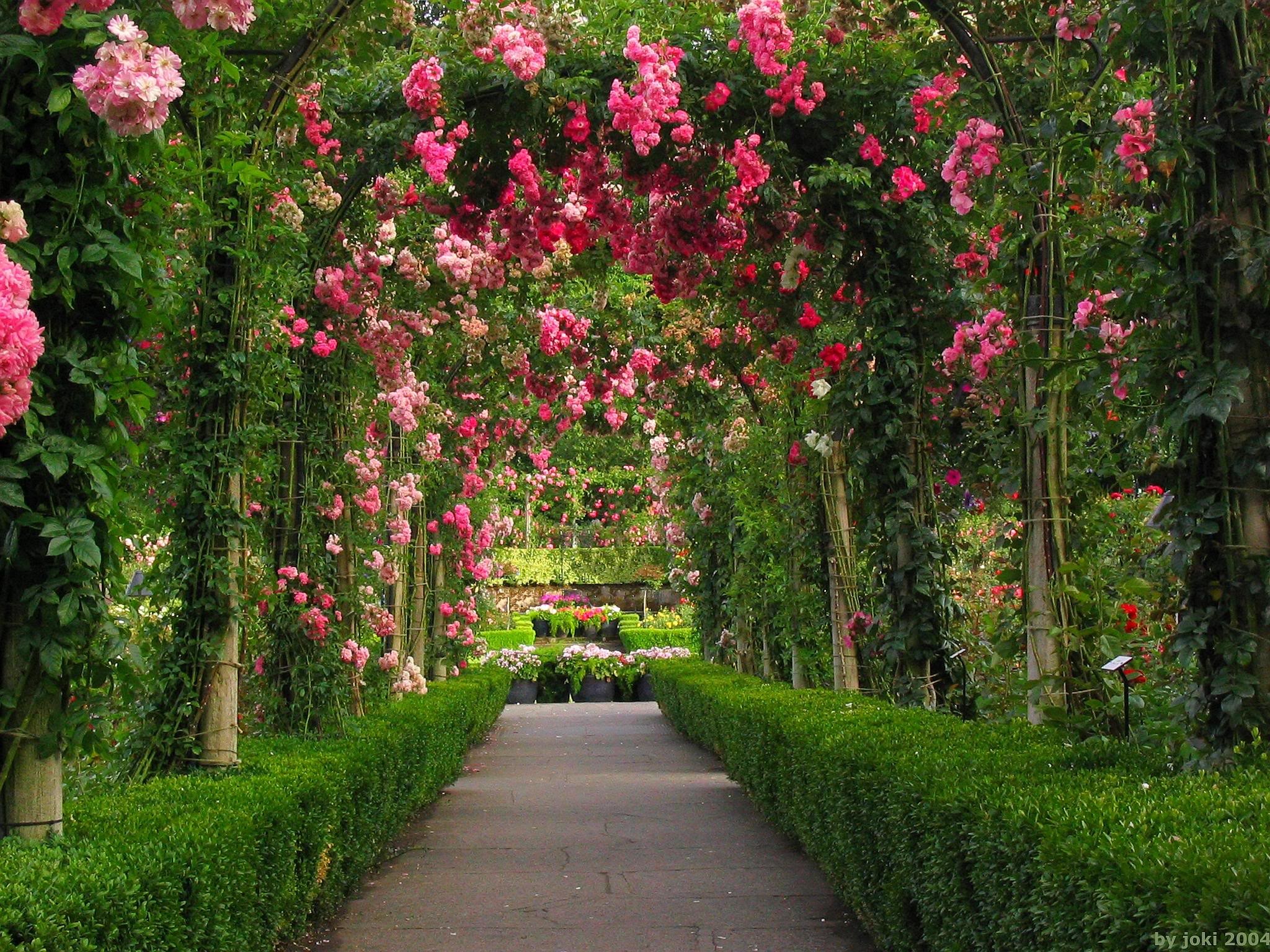 2048x1536 Rose Flower Garden Wallpaper
