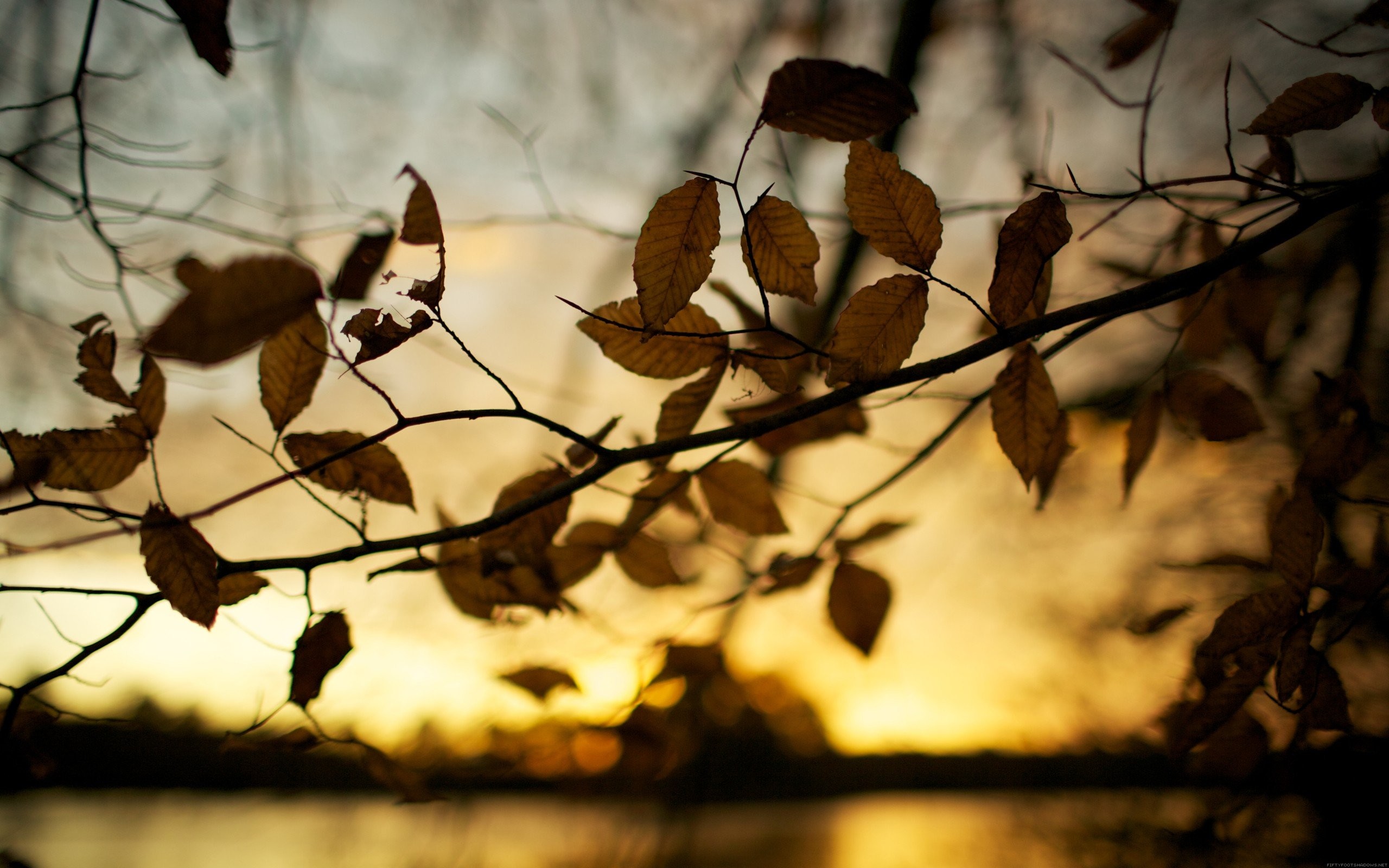 2560x1600 Sunset autumn leaves brown depth of field blurred background wallpaper |   | 310202 | WallpaperUP