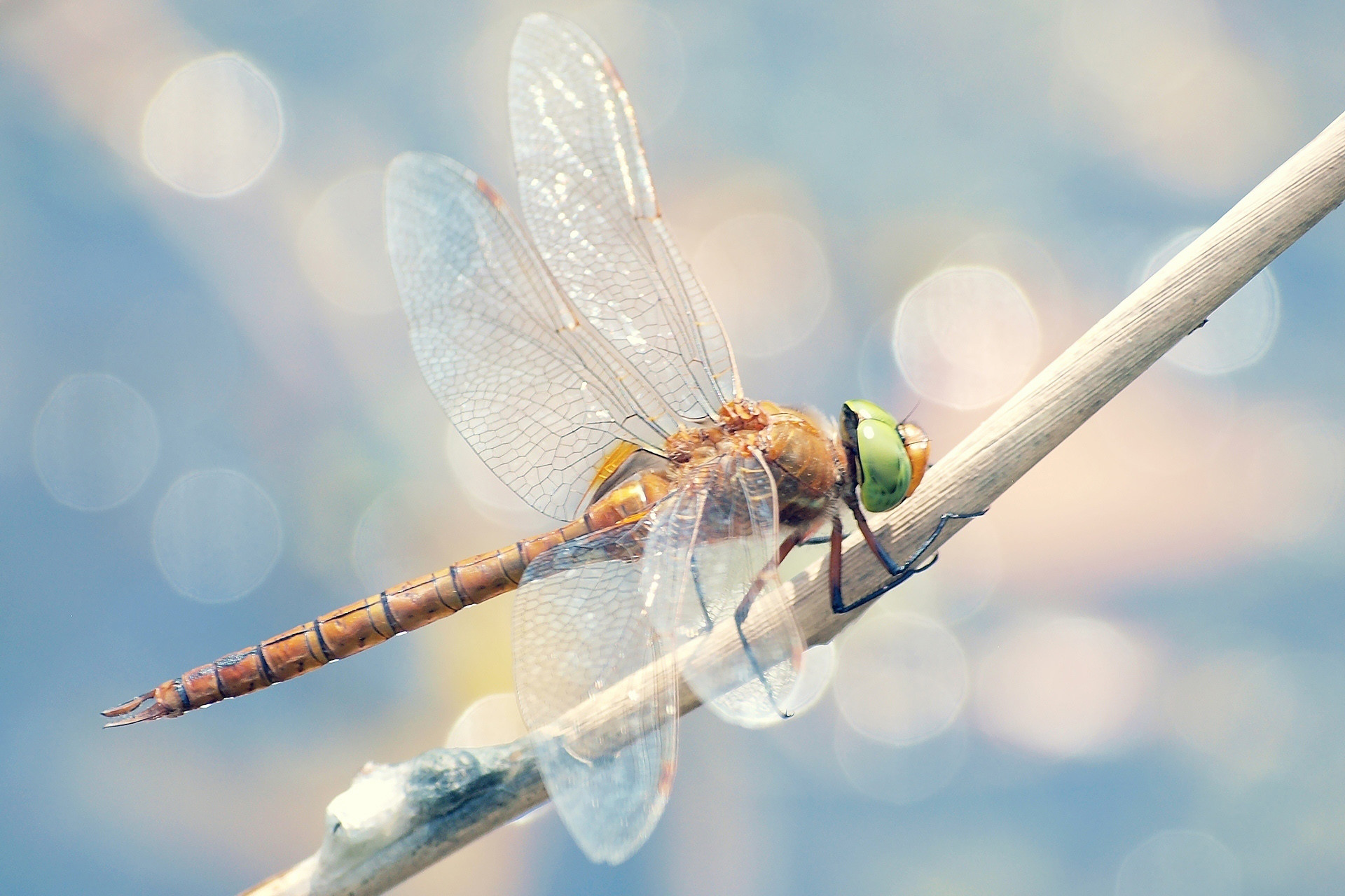 1920x1280 Animal - Dragonfly Insect Photography Wallpaper