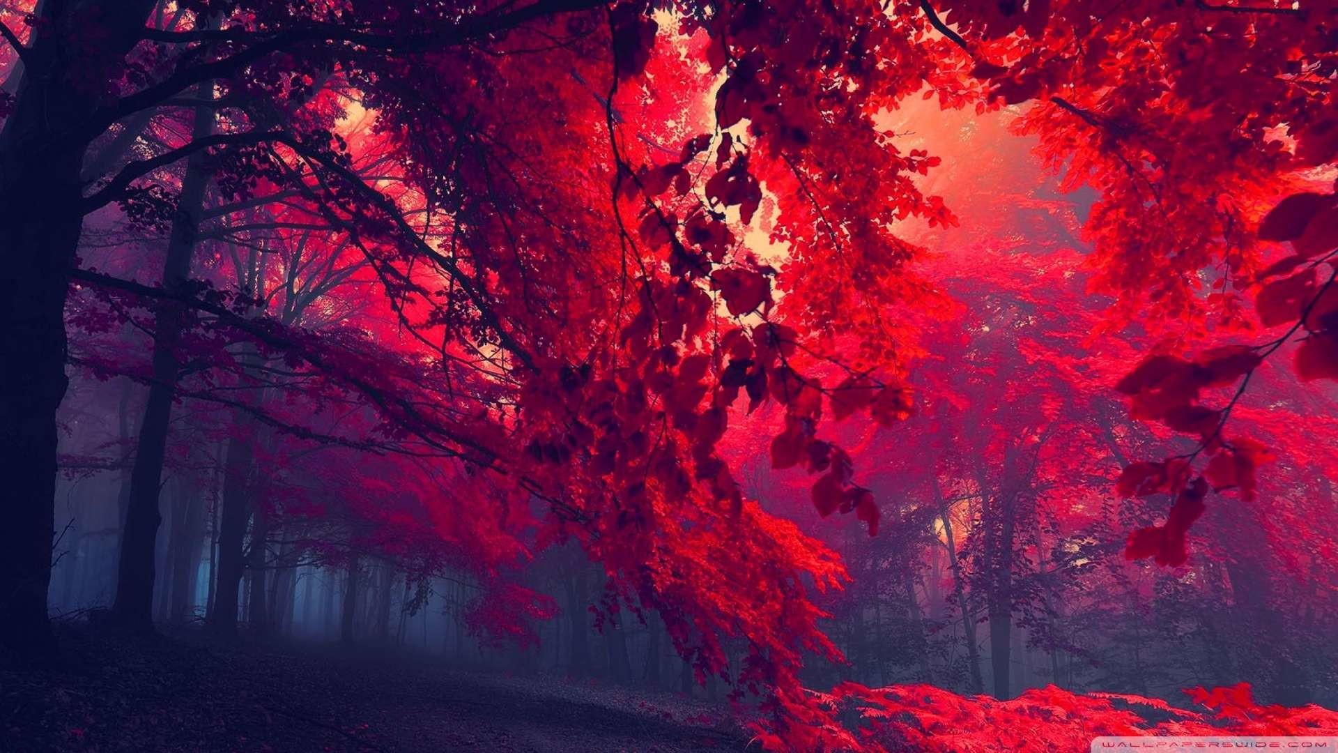 1920x1080 Wallpaper: Red Forest 4 Wallpaper 1080p HD. Upload at February 25 .