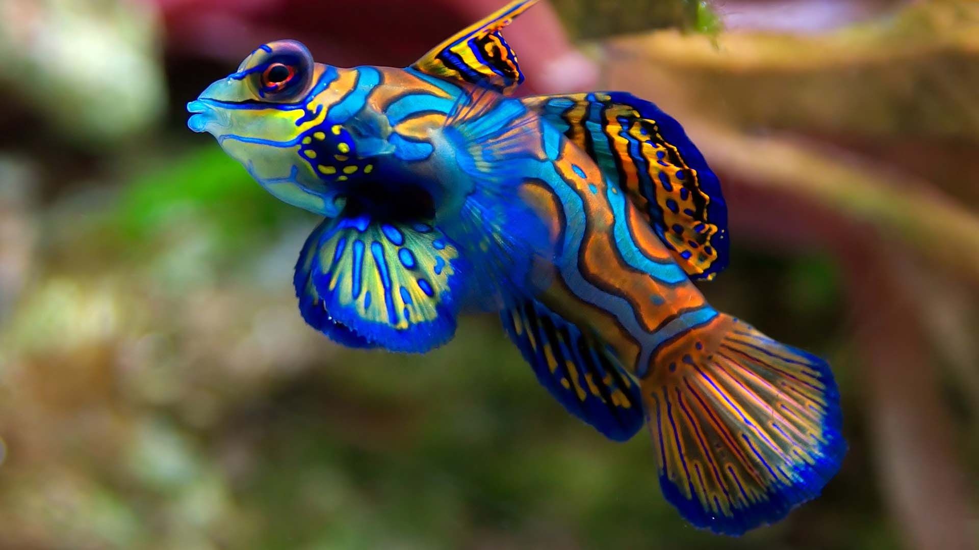 1920x1080 Very Coloful Aquatic Fish | HD Animals and Birds Wallpaper Free Download ...