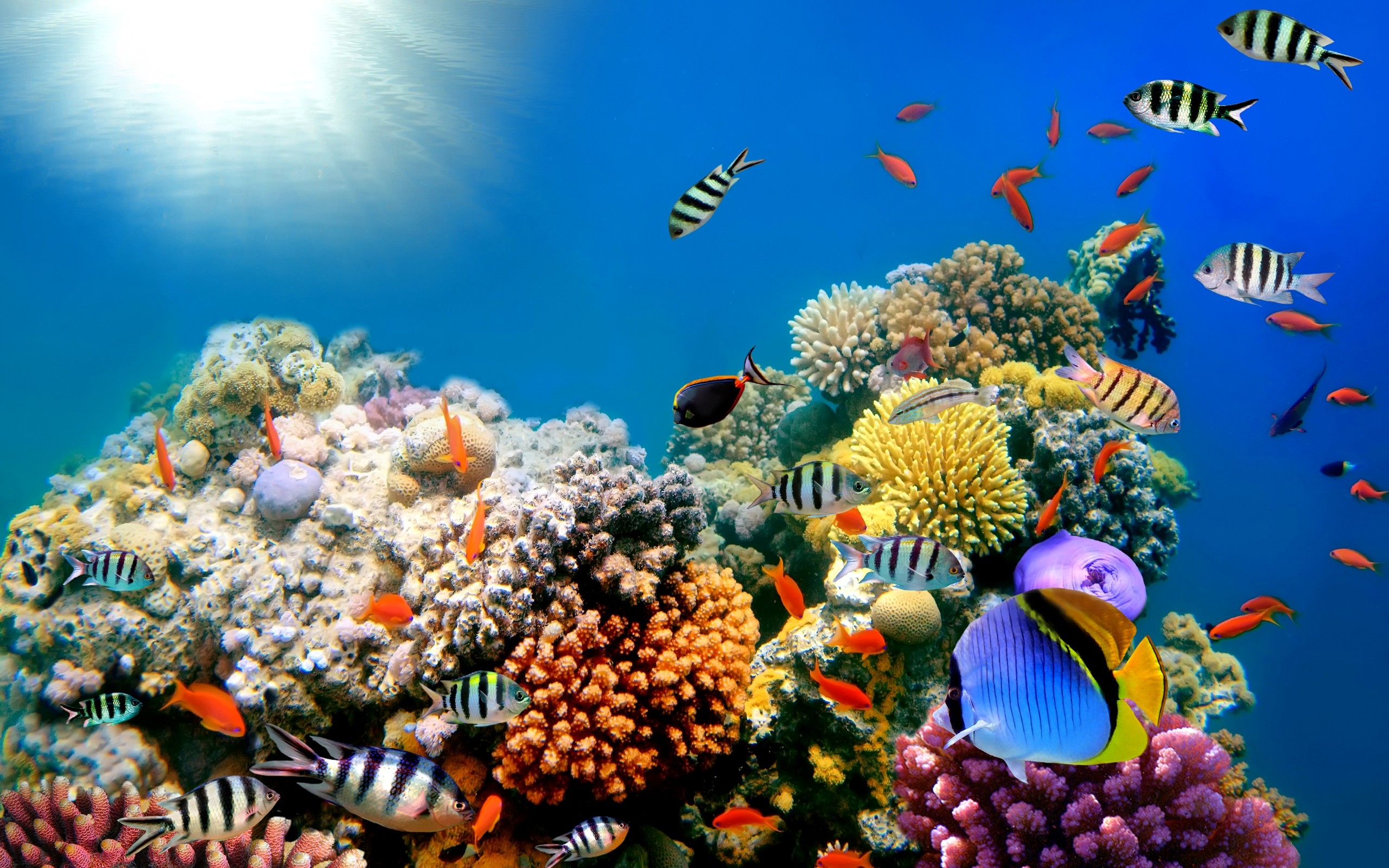 2560x1600 colorful coral reef wallpaper - Google Search