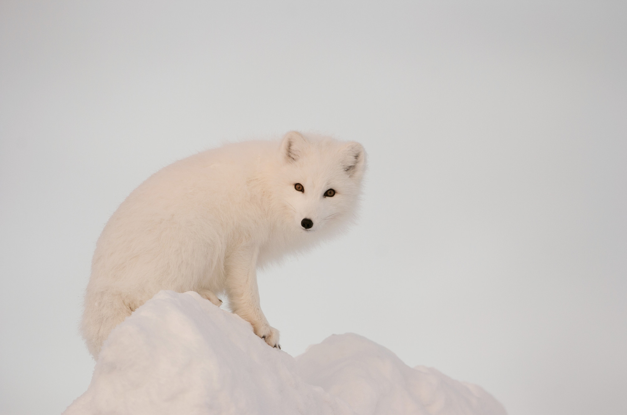 2000x1325 Arctic Fox on Top of a Large Chunk of Ice Wall Mural Photo Wallpaper