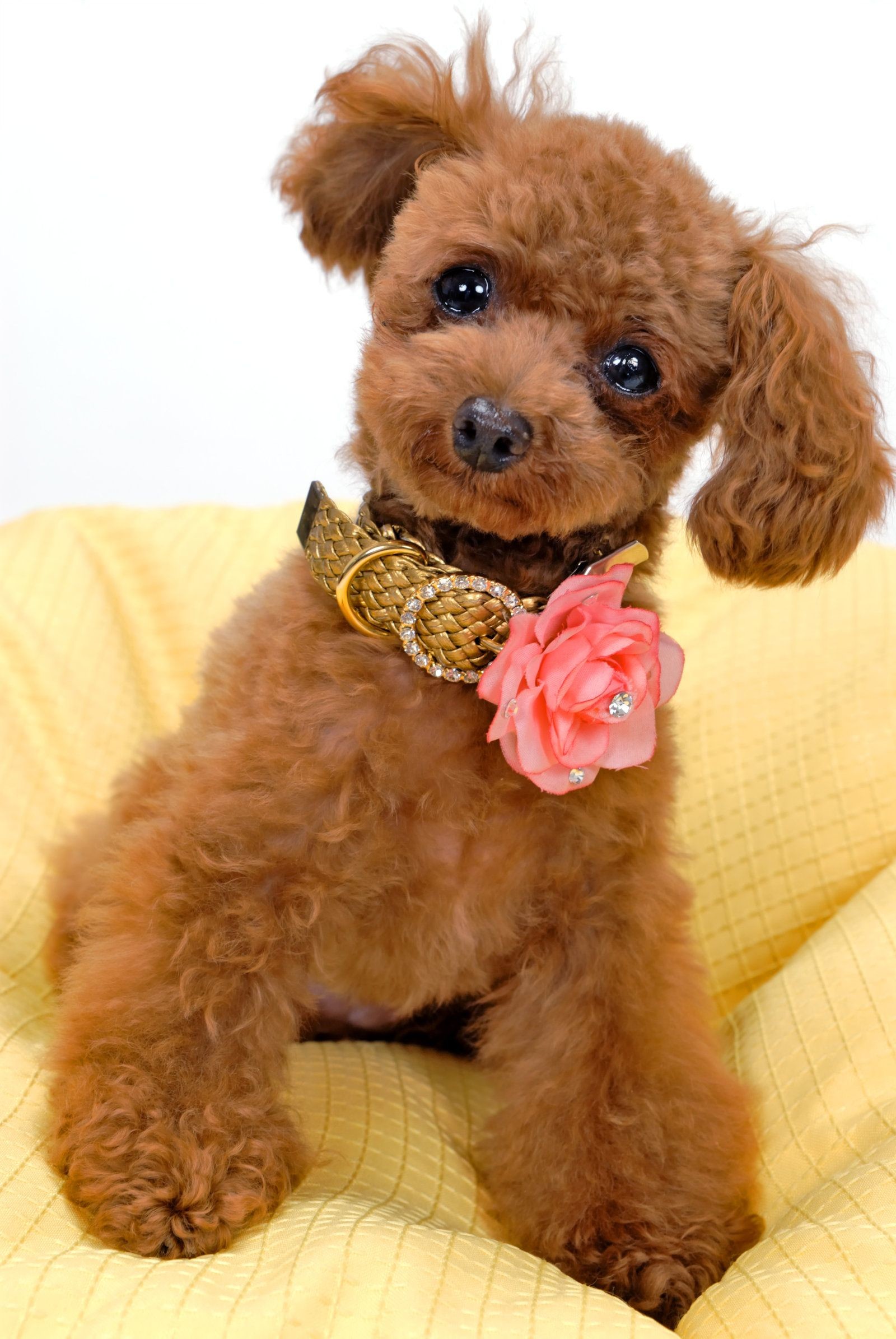 1600x2390 poodles wallpaper | Cuddly Poodle Wallpapers by bubupoodle