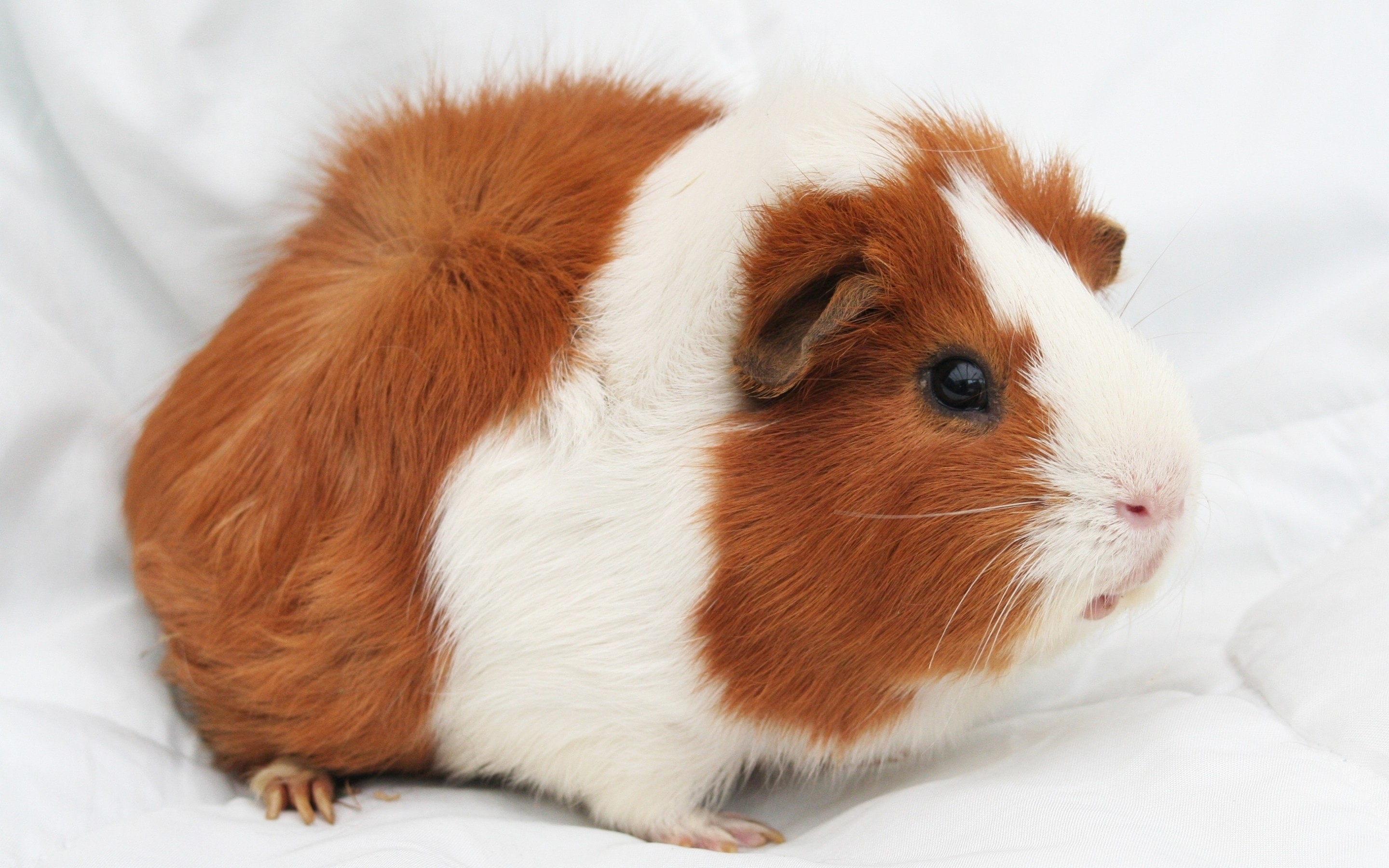 2880x1800 Wallpaper Guinea Pig Fluffy Rodent Profile View #2600 CoolWallpapers.site