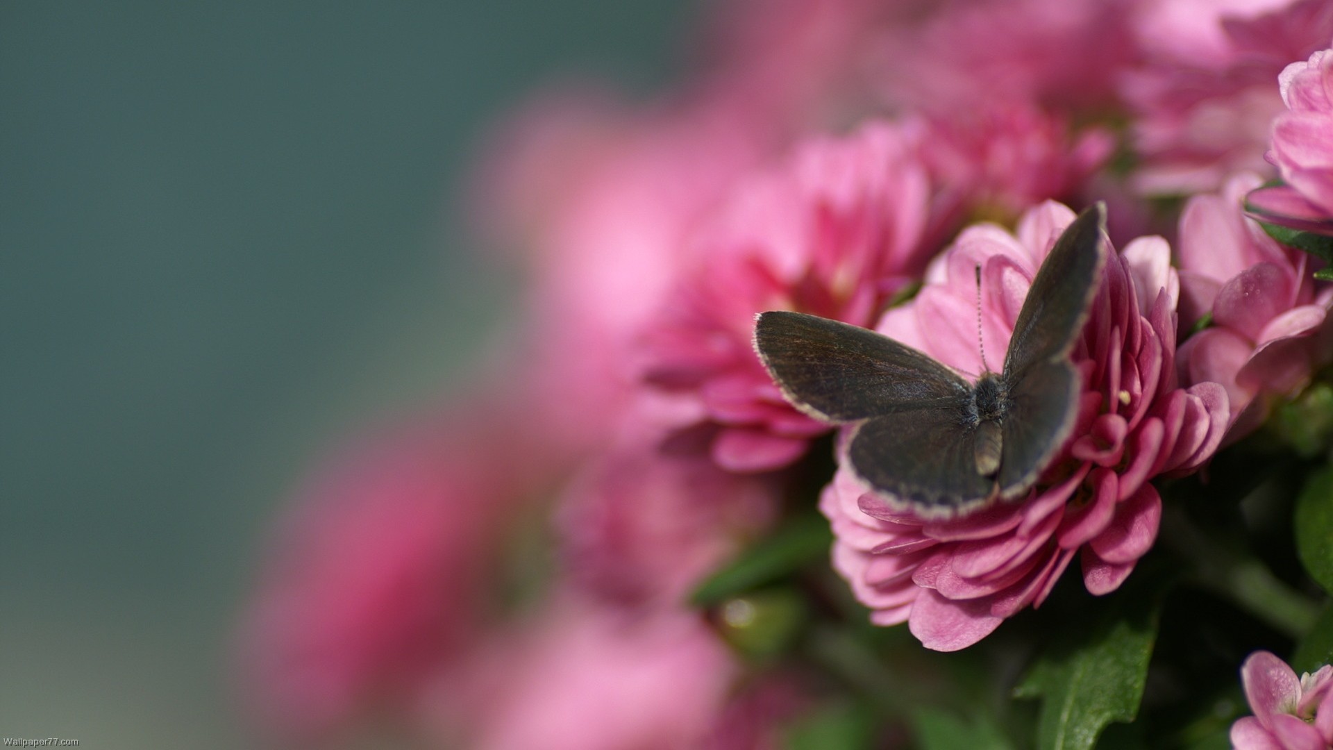 1920x1080 DARK BUTTERFLY ON PINK FLOWER WALLPAPER | Butterfly-on-Pink-Rose-flower
