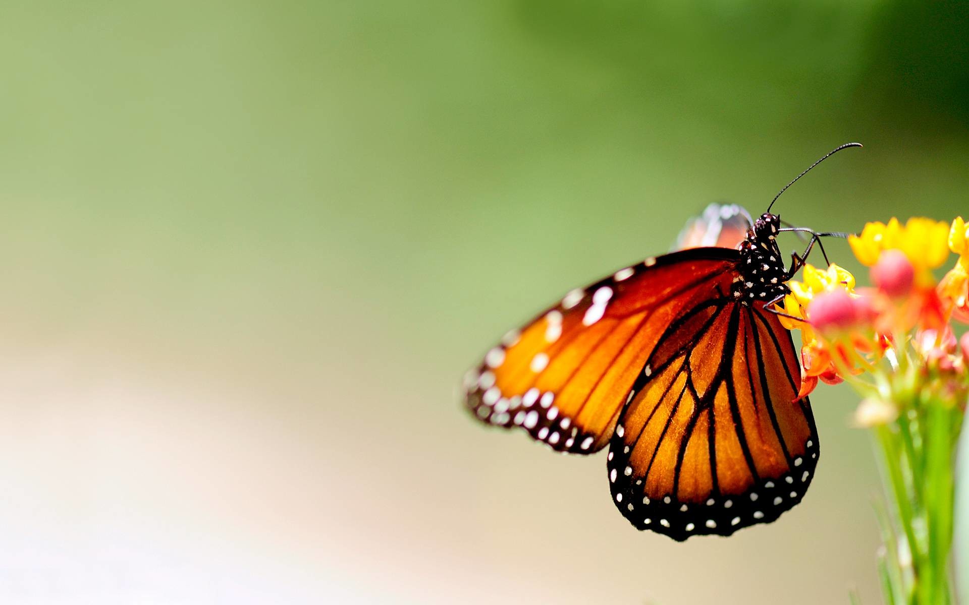 1920x1200 butterfly wallpaper and -#main