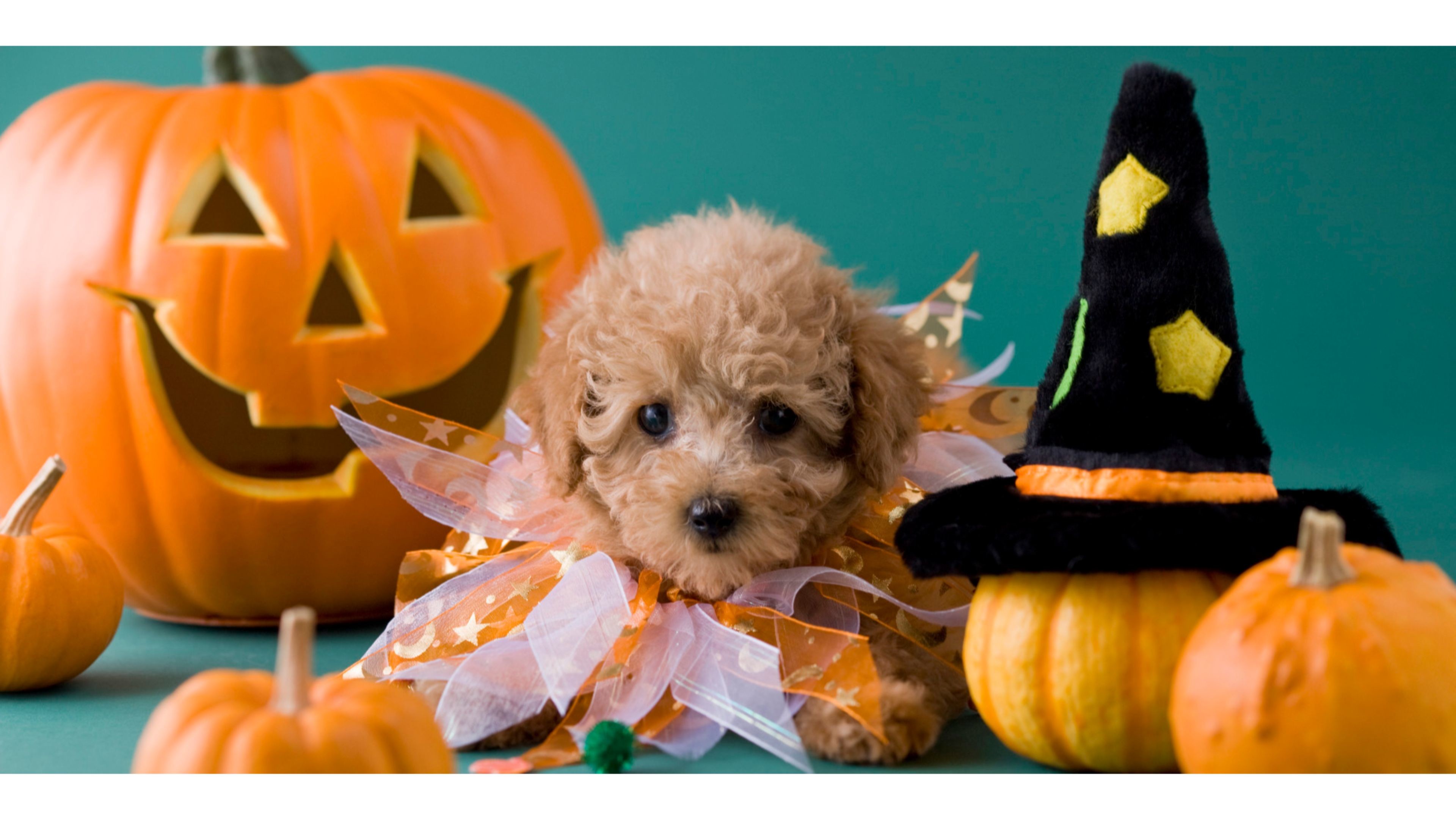3840x2160 Pets Halloween Wallpaper Images - Reverse Search. Pets Halloween Wallpaper  Images Reverse Search