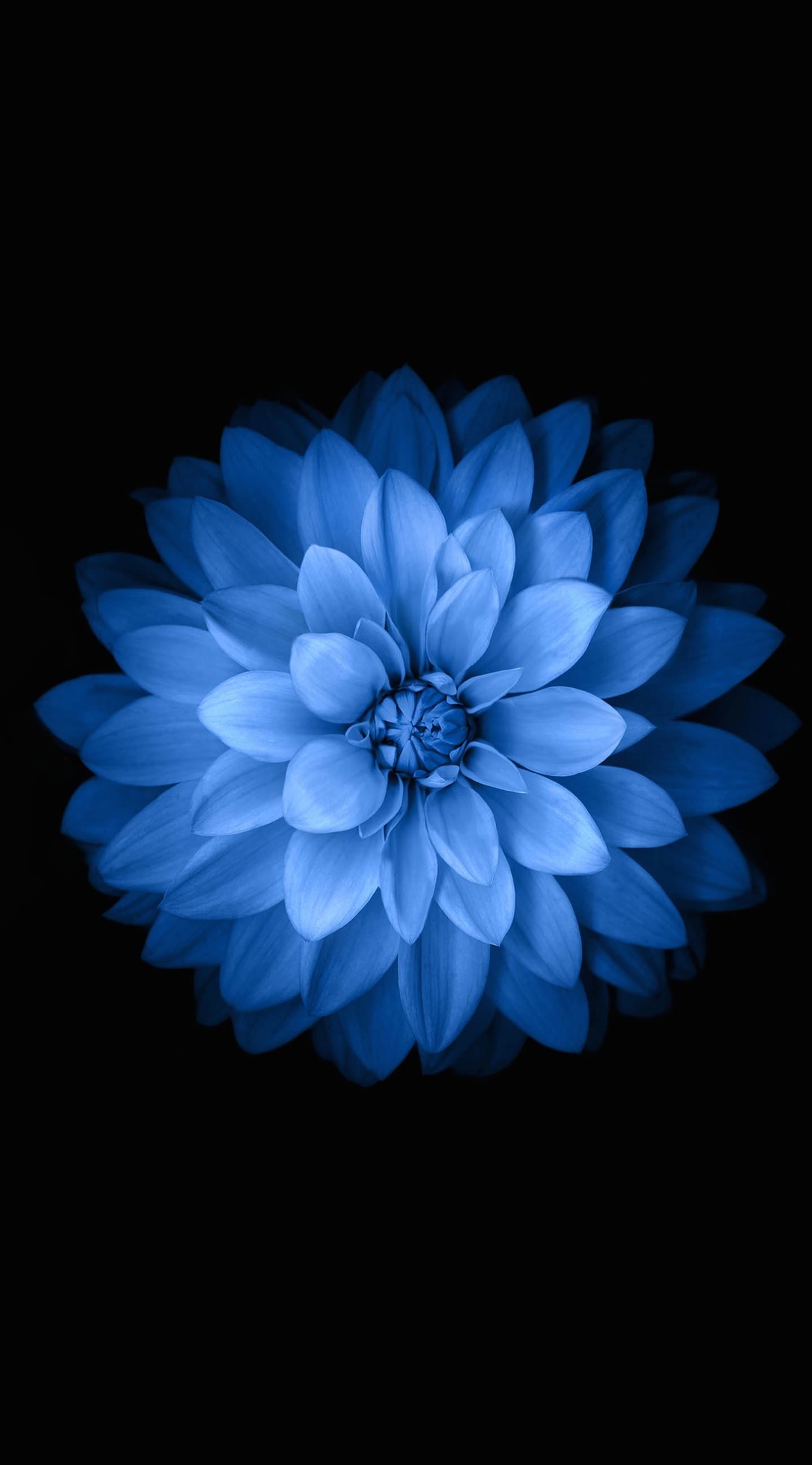1438x2592 Blue black flower | wallpaper.sc iPhone6Plus