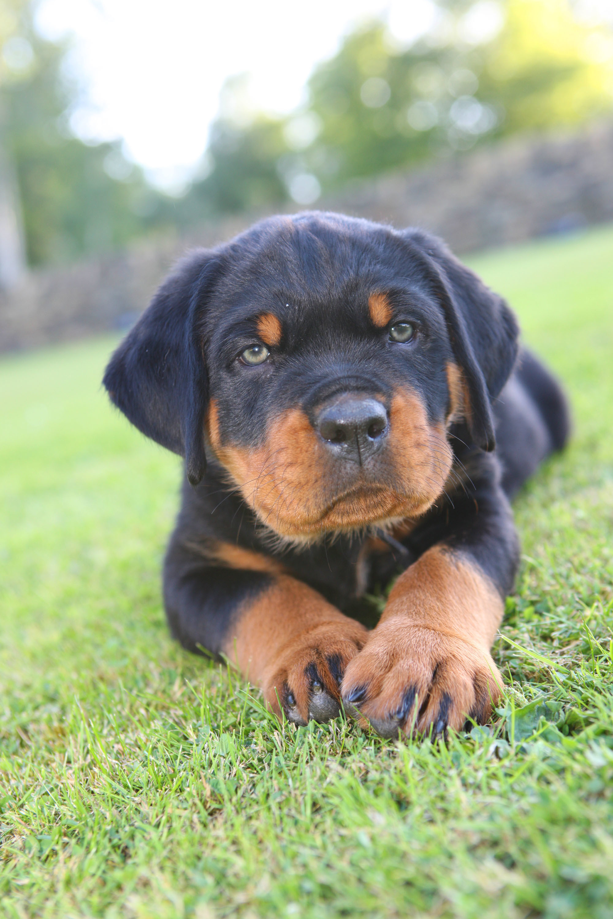 Rottweiler Puppies Desktop Pc