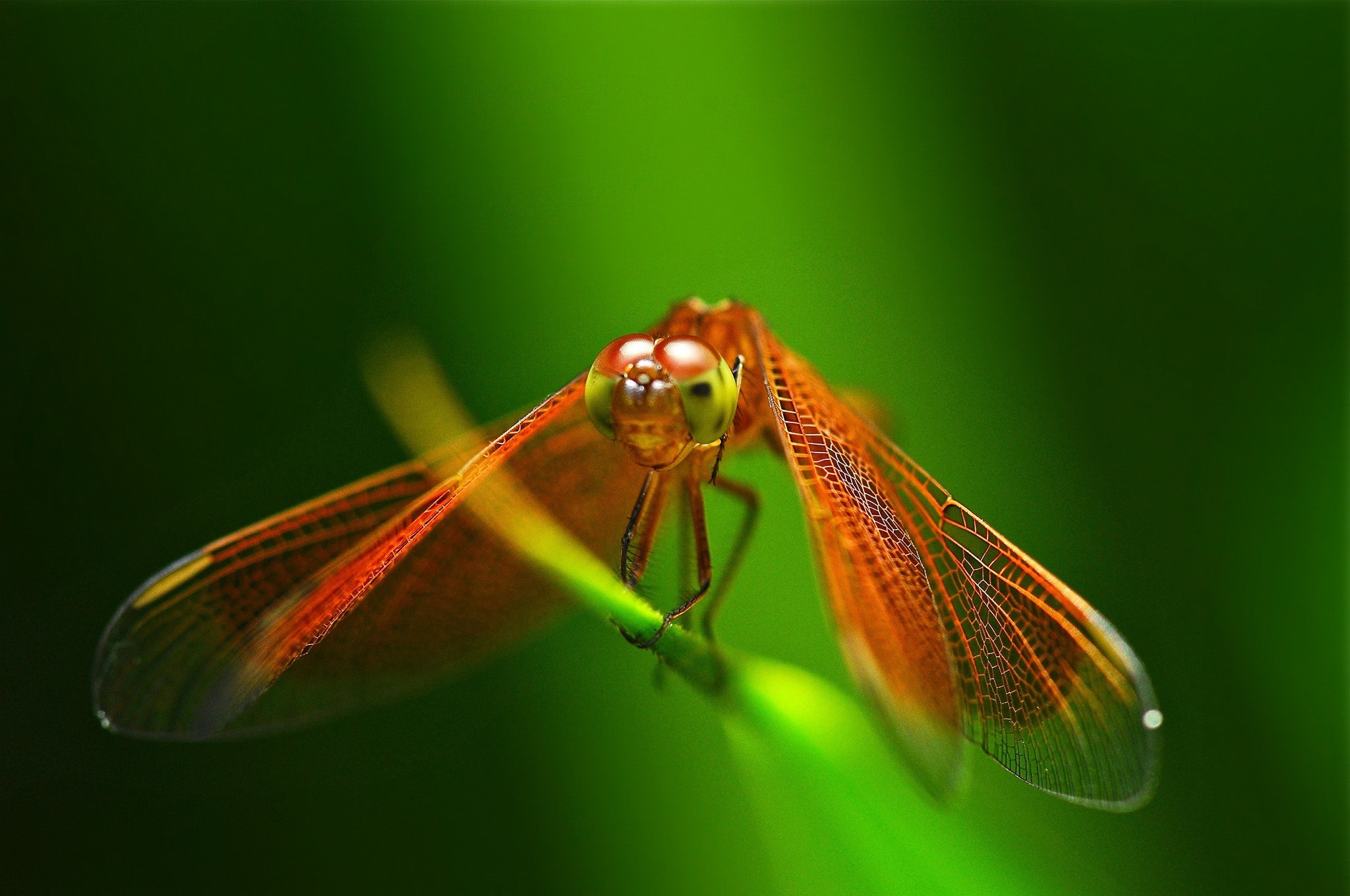 2048x1360  free screensaver wallpapers for dragonfly