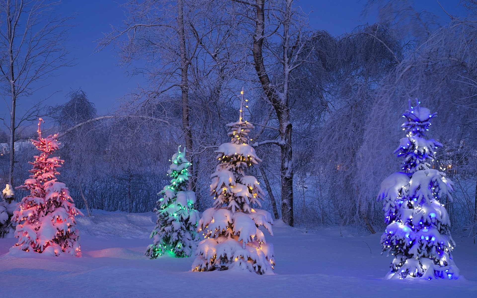 1920x1200 canada winter trees tree snow light canada winter snow tree tree spruce christmas  tree gerlyanda lights