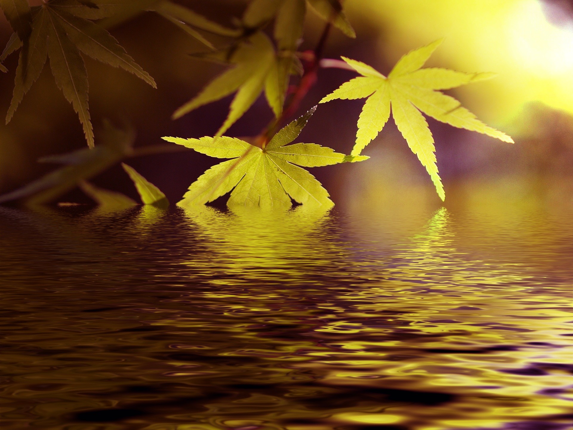 1920x1440 ... lake, reflection, autumn, yellow, season, leaves, background, japanese  maple, may, macro photography, fresh green, woody plant, computer wallpaper  ...