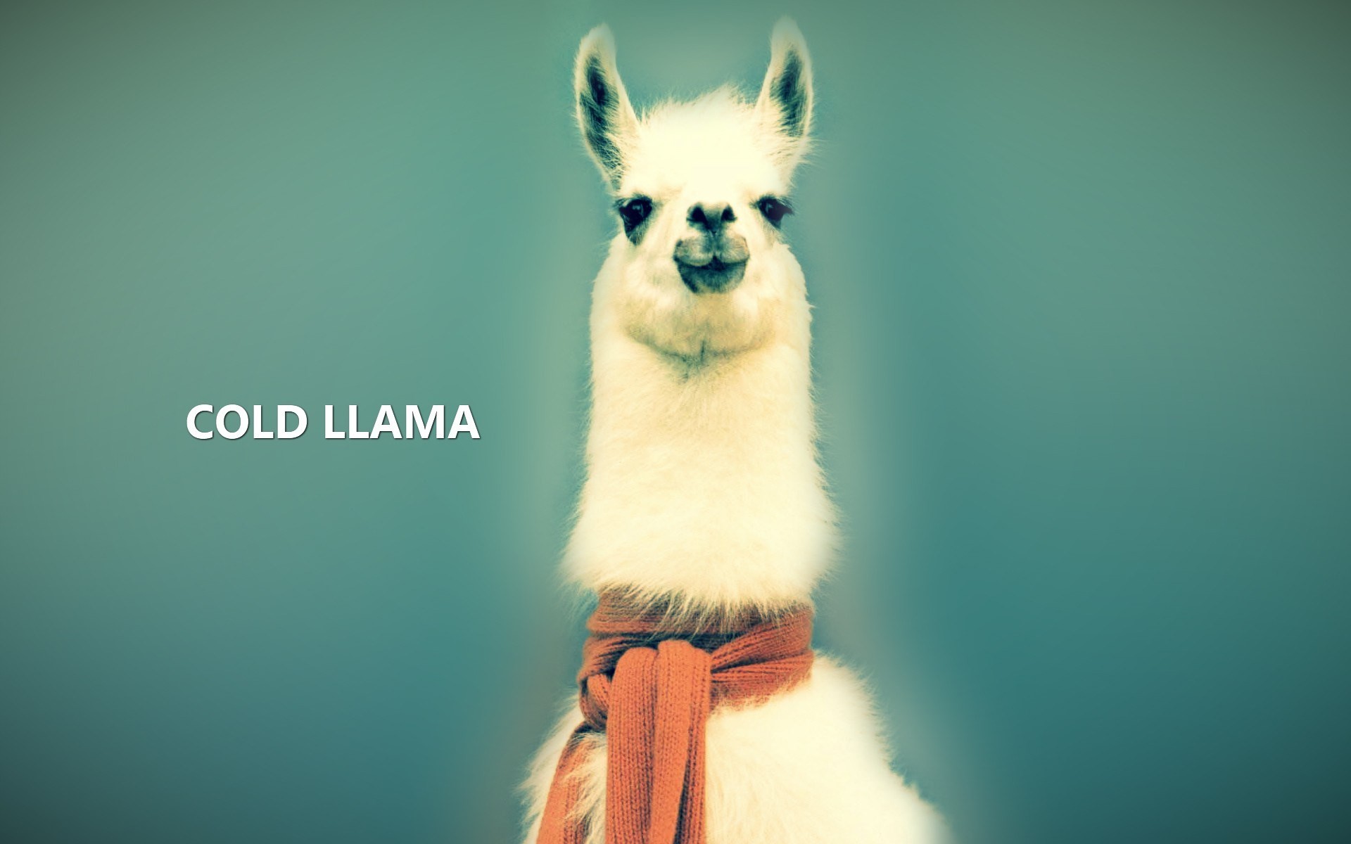 1920x1200  Wallpaper for Desktop: llama