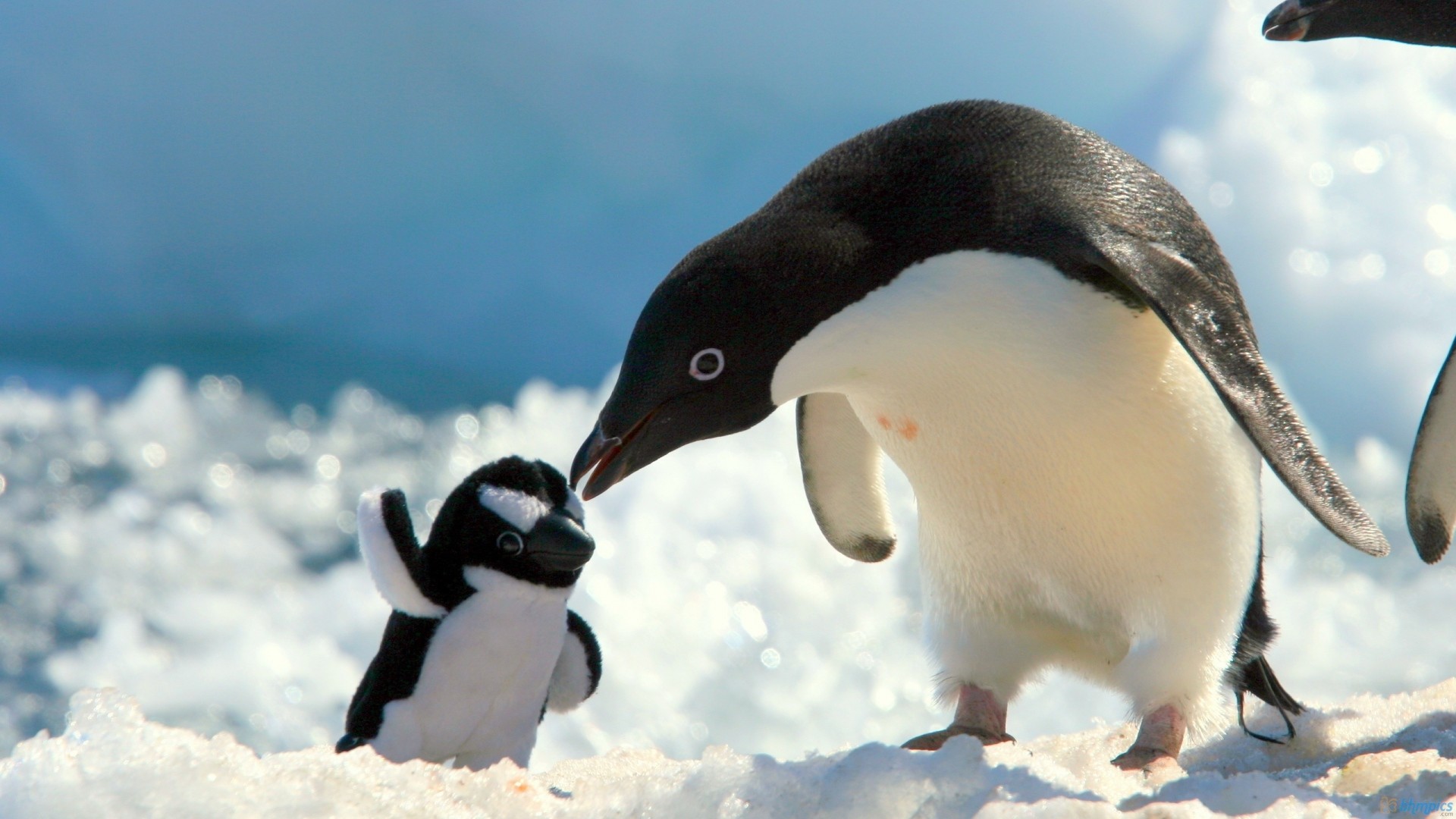 1920x1080 penguins, snow, baby