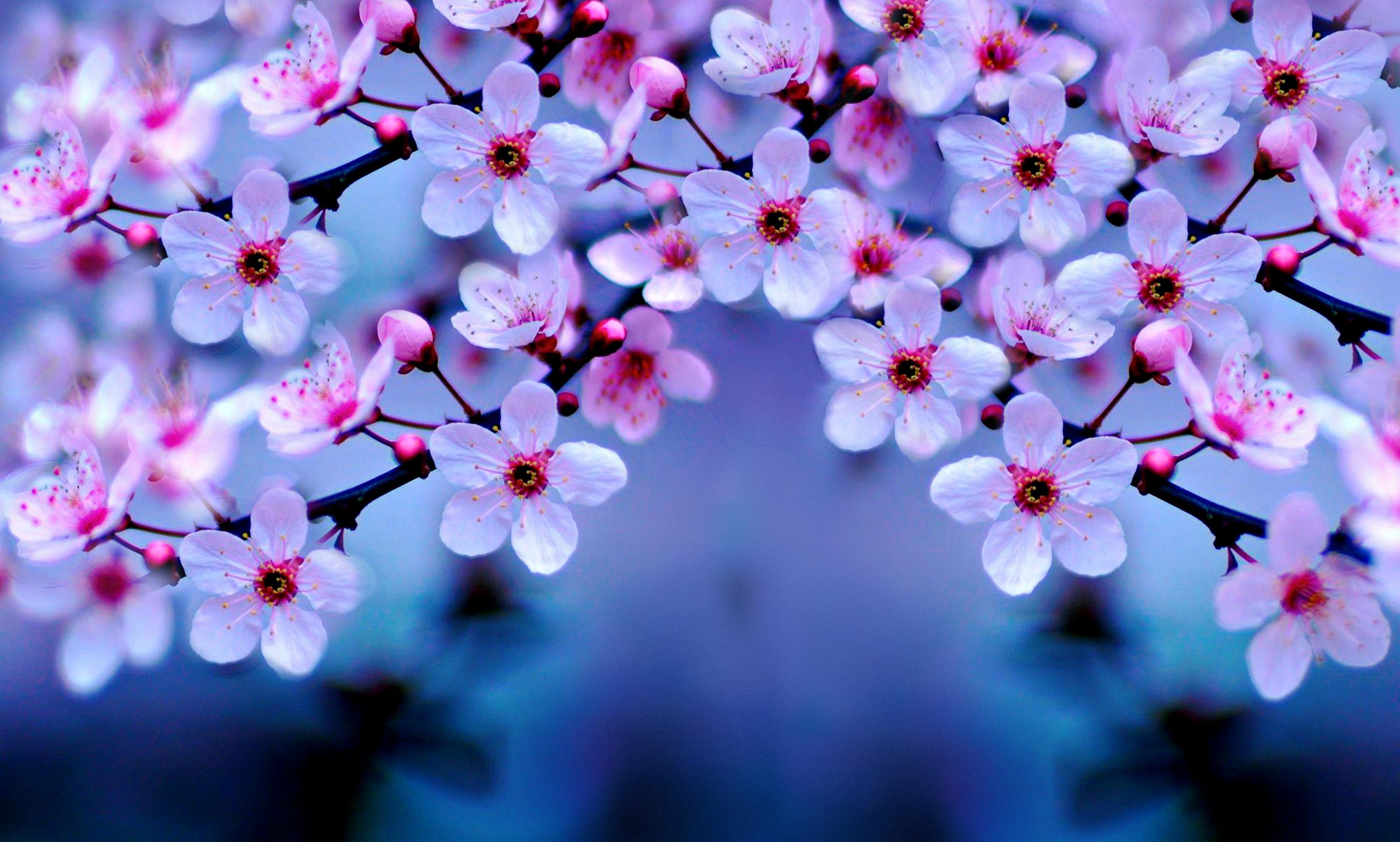 3000x1805 White Flower Cherry Blossom. Â«