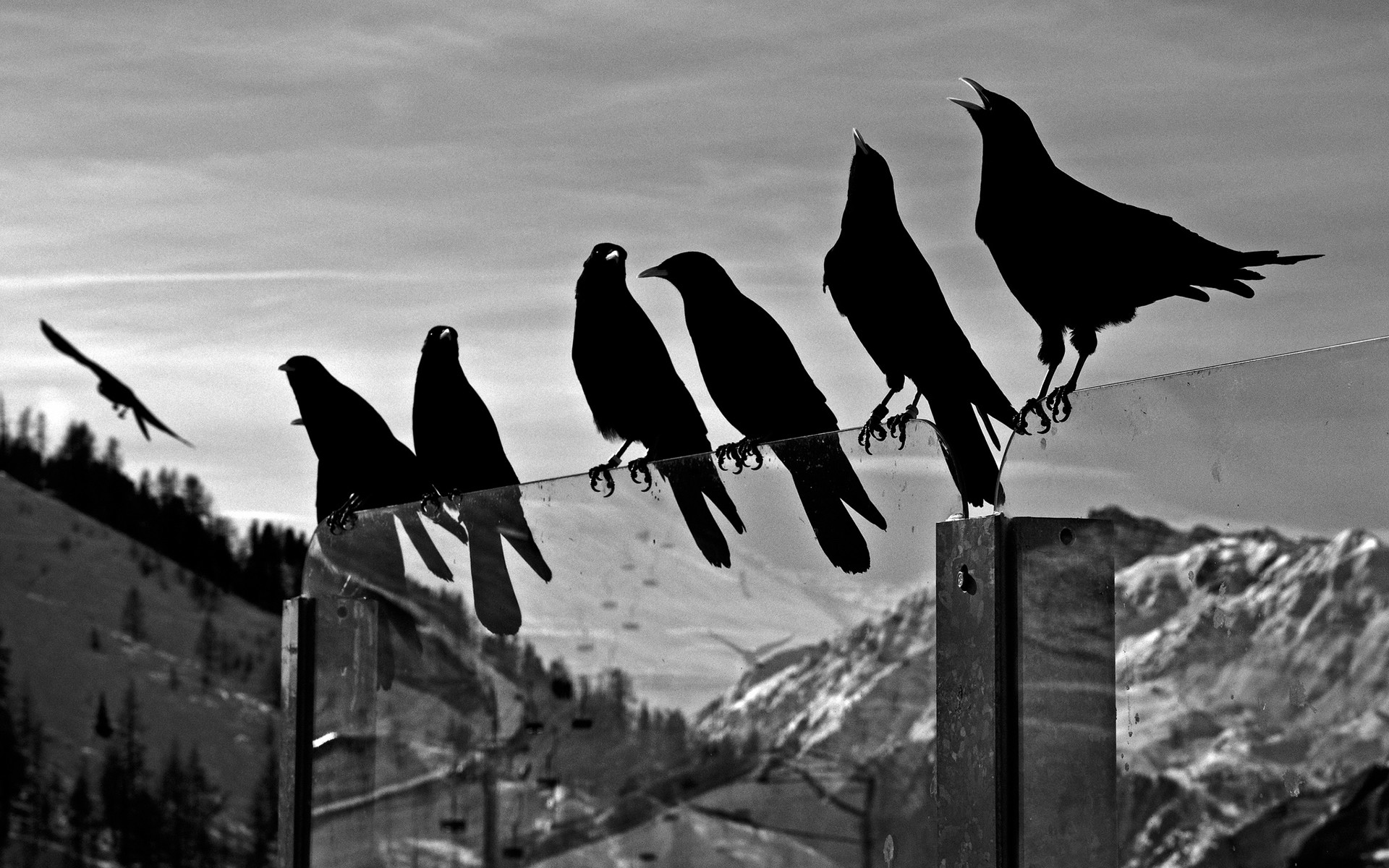 1920x1200 crows animals birds ravens black white bw glass mountains nature sky .