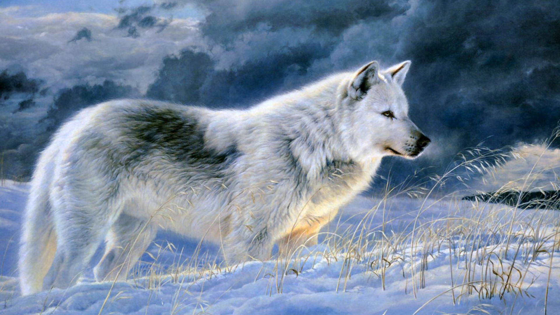 1920x1080 Gray Wolf Beautiful Animals Wallpapers