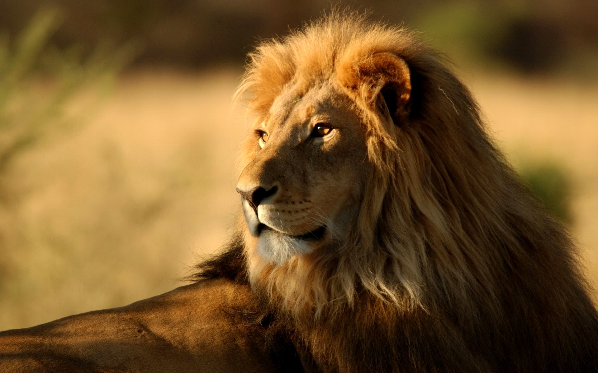 1920x1200 African Lion Wallpapers