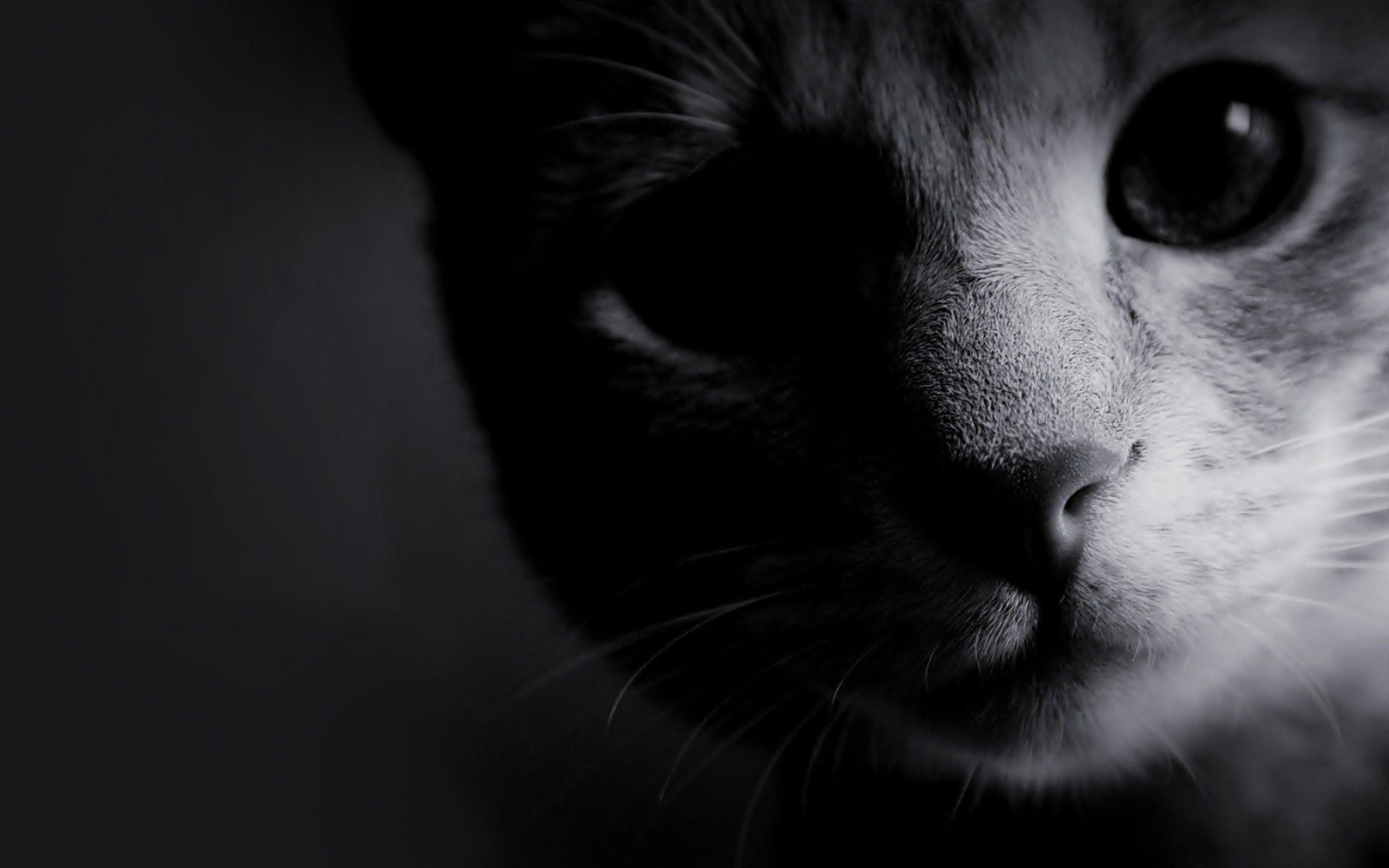 1920x1200 Wallpapers For > Black And White Cat Wallpapers